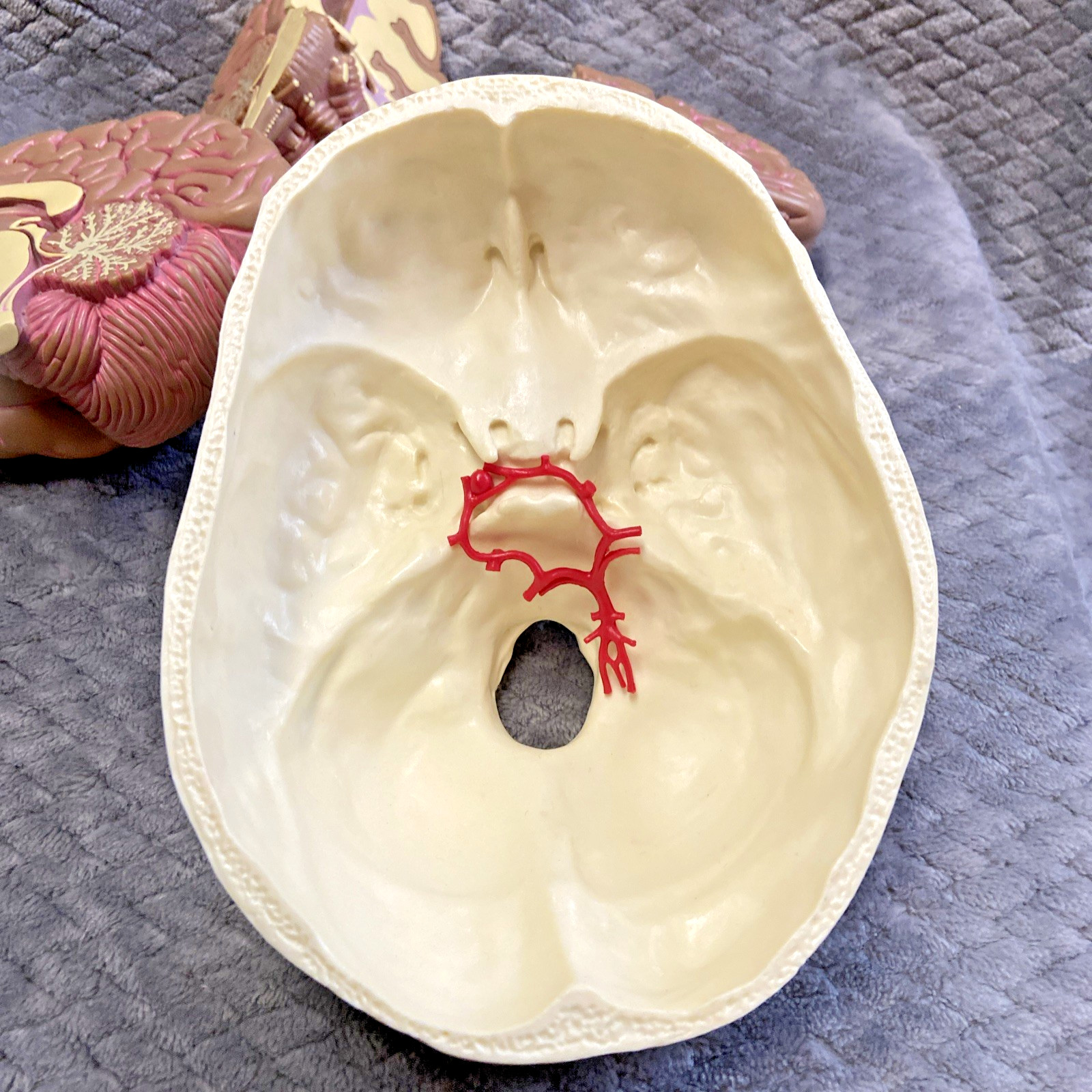 GPI 2900 Brain Model & Partial Skull Anatomical Model Home School Professional