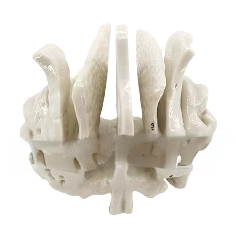 Practical Human Skeleton Model Temporal Bone Model Teaching Aid for Anatomy