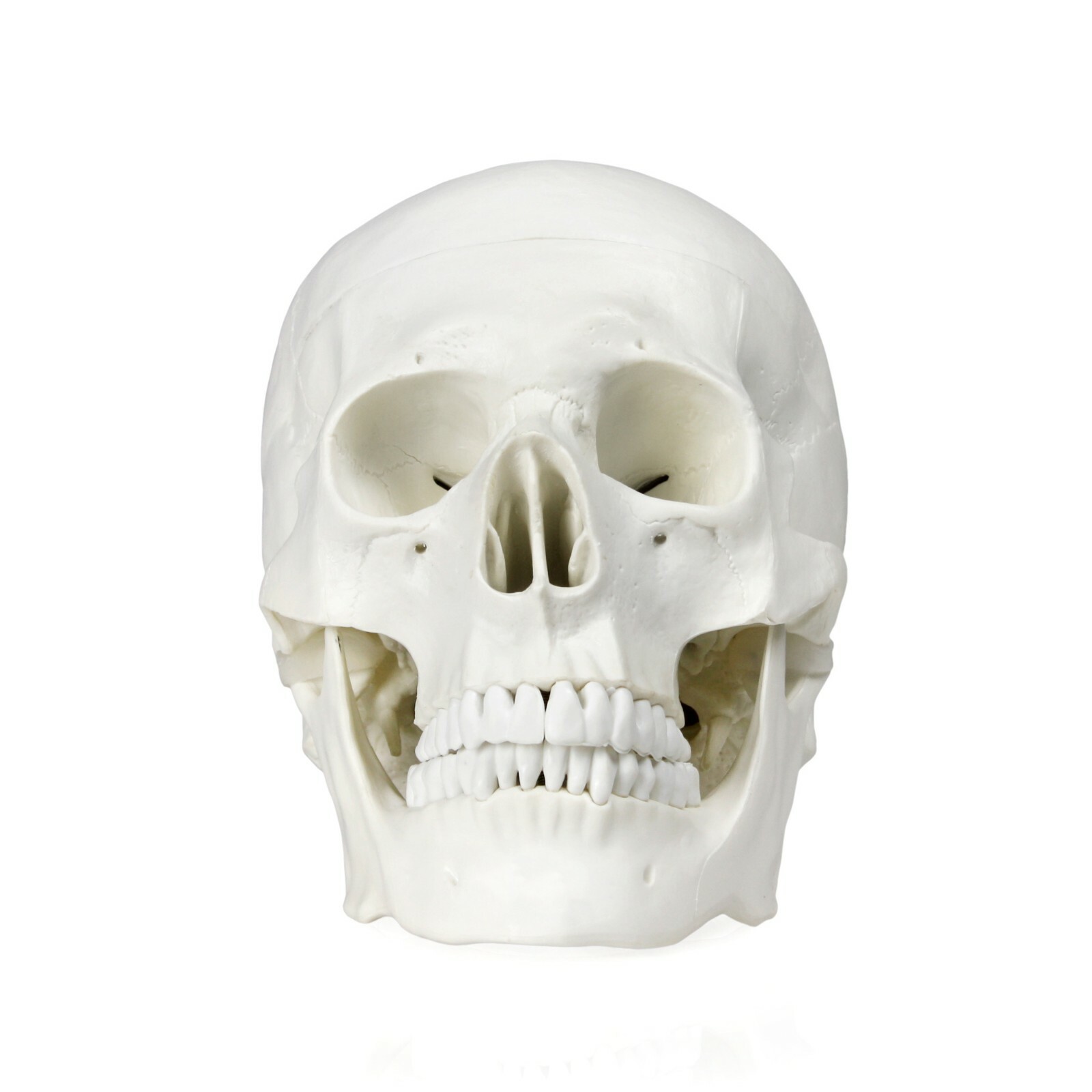Vision Scientific VAL207-A Life-Size Human Skull | 3 Parts | Medical Grade