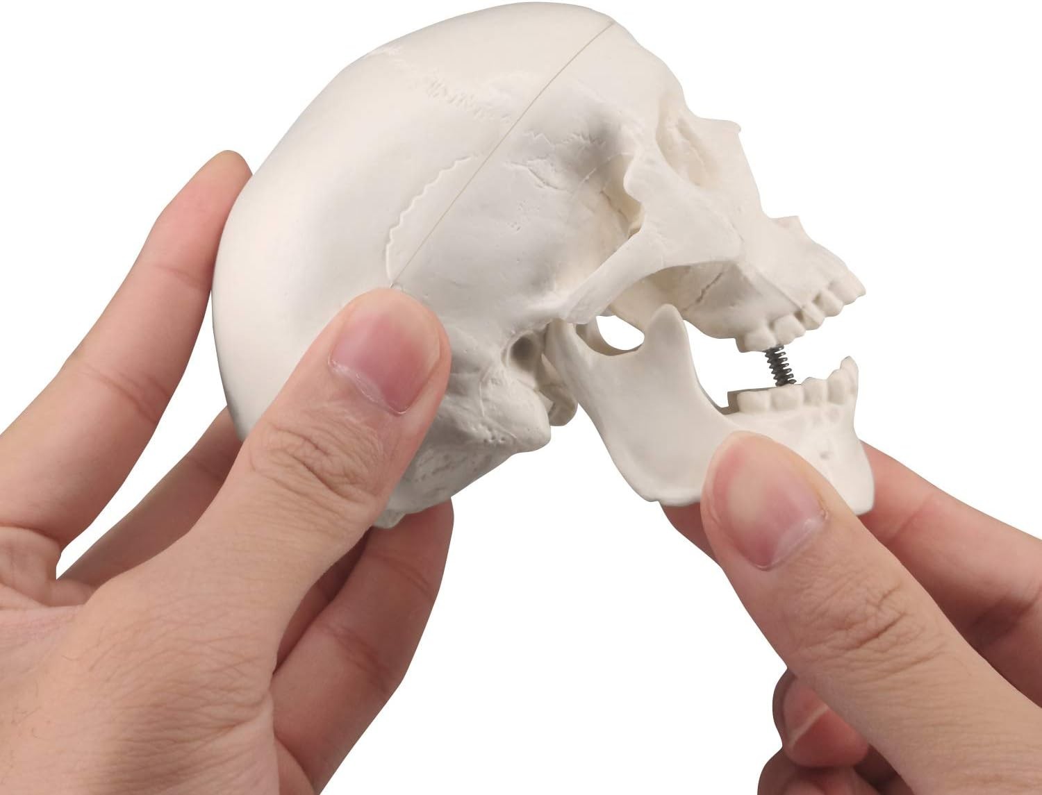 Mini Skull Model Small Size Human Anatomy Skull Model with Moving Jaw and Art…