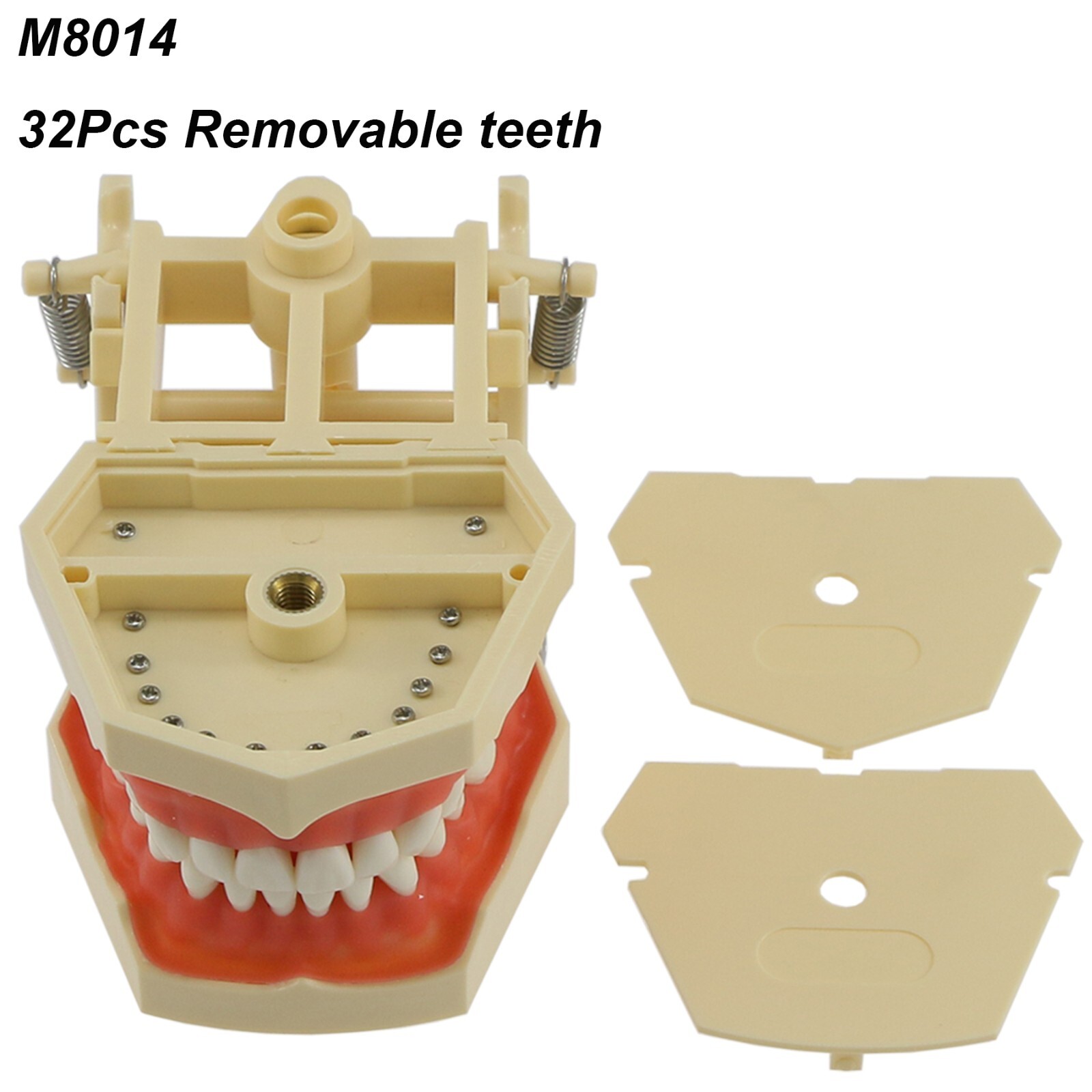 Dental Typodont & Implant Models – Educational, Pathology, Restoration Training