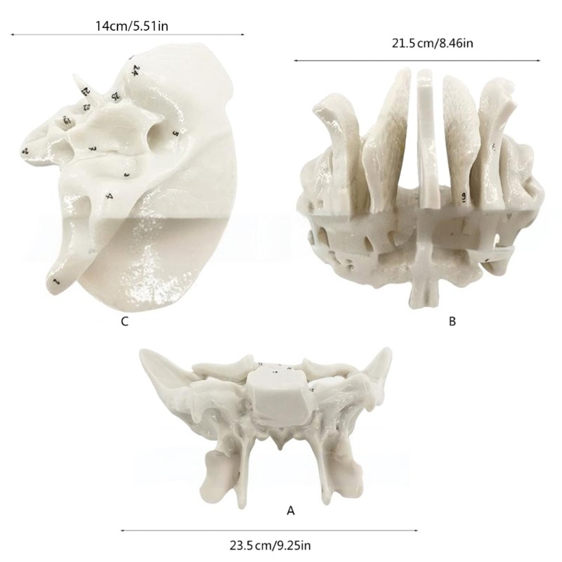 Practical Human Skeleton Model Temporal Bone Model Teaching Aid for Anatomy