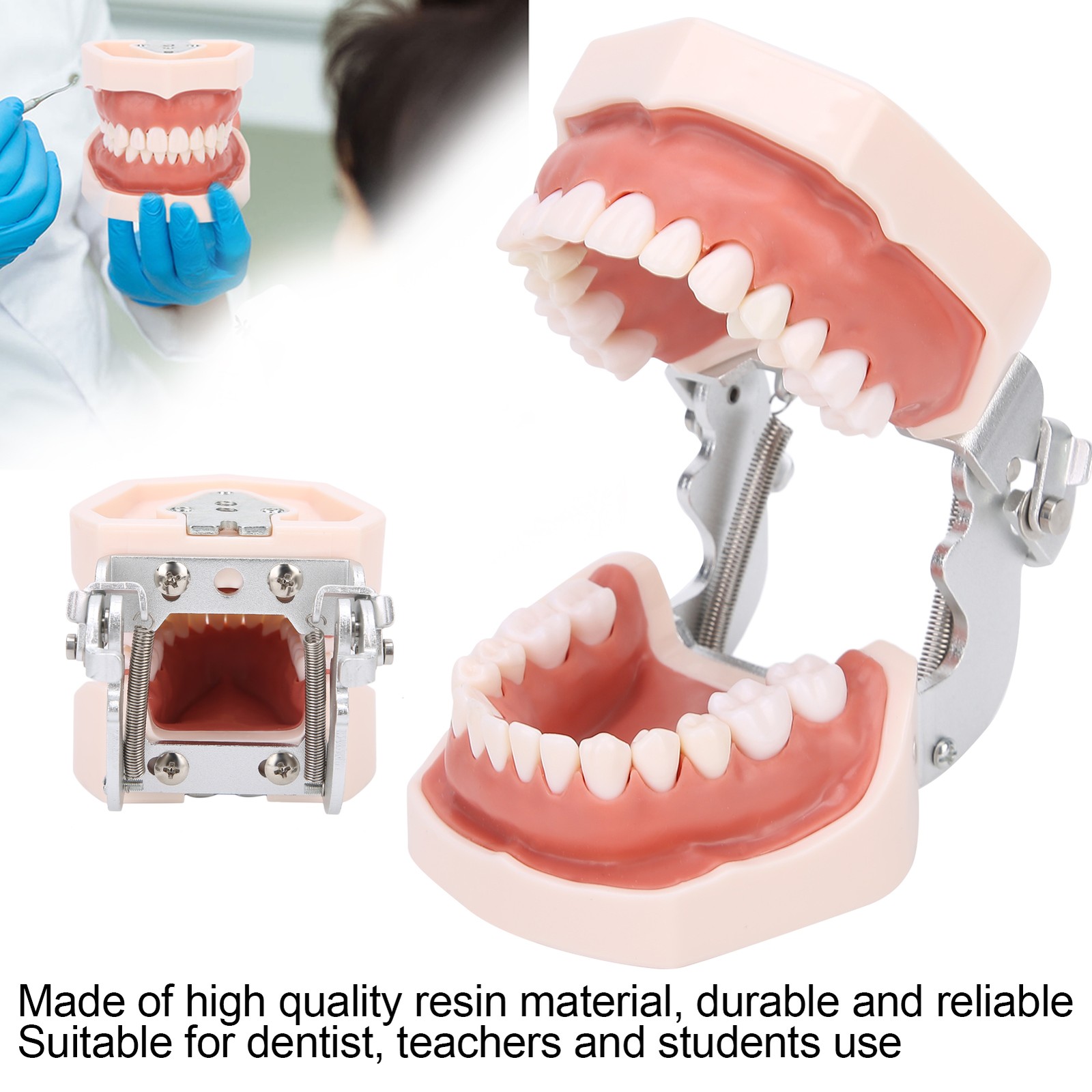 Detachable Teeth Model Simulation Dental Teeth Model For Teaching Practice With❀