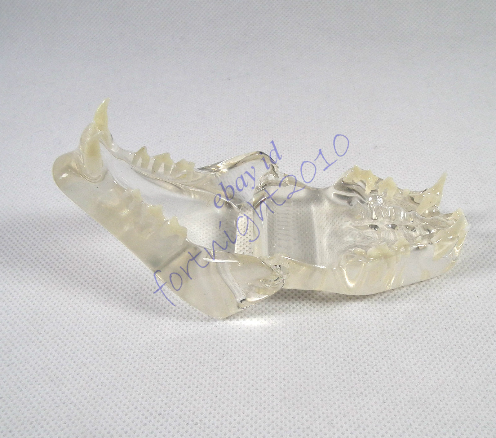 HS Feline Jaw Teeth CLEAR TRANSPARENT Model VET Anatomy cat display study