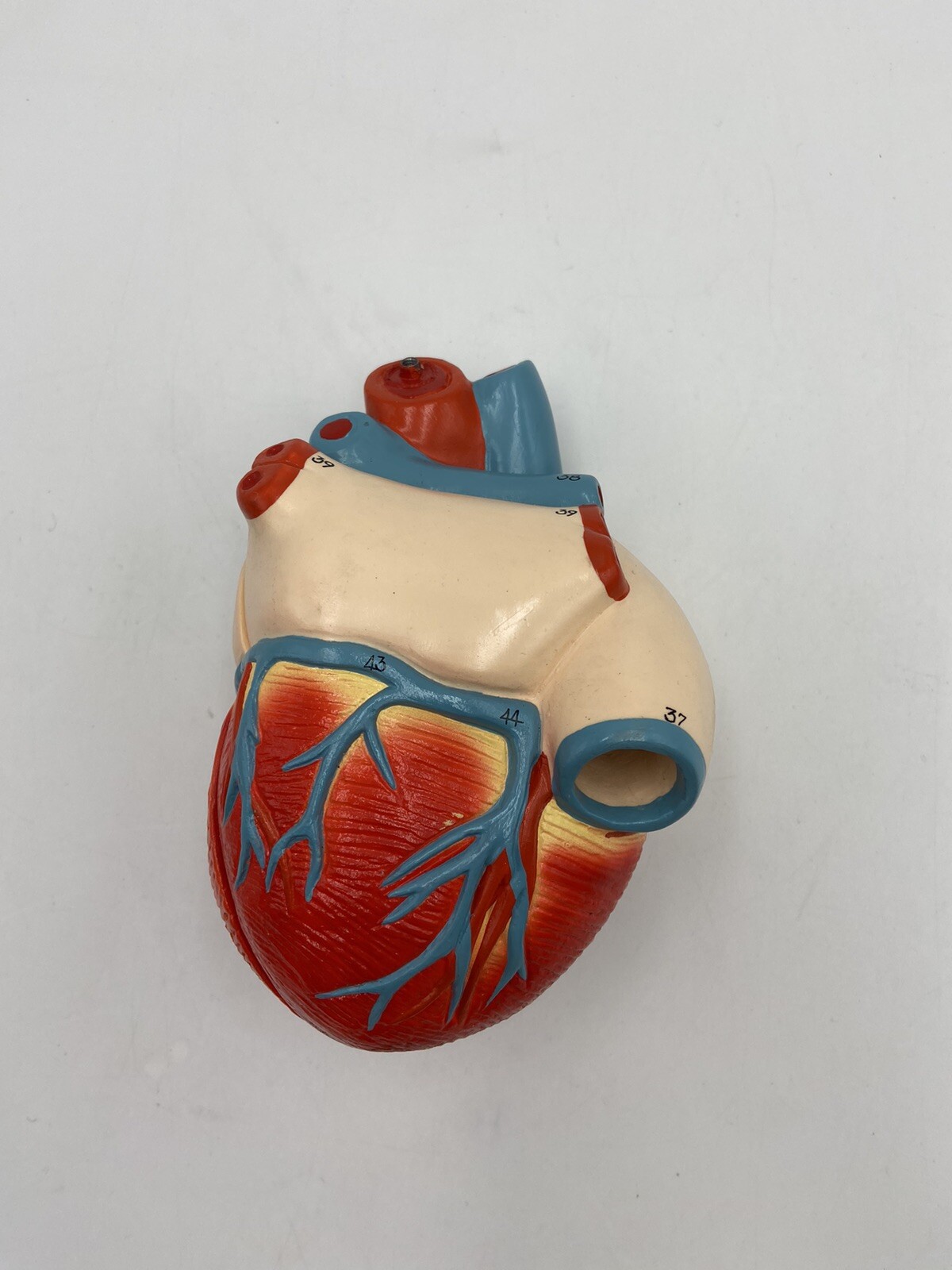 Denoyer Geppert Anatomical Model Nonbreakable Life-Size Heart 0131-00 w/o stand