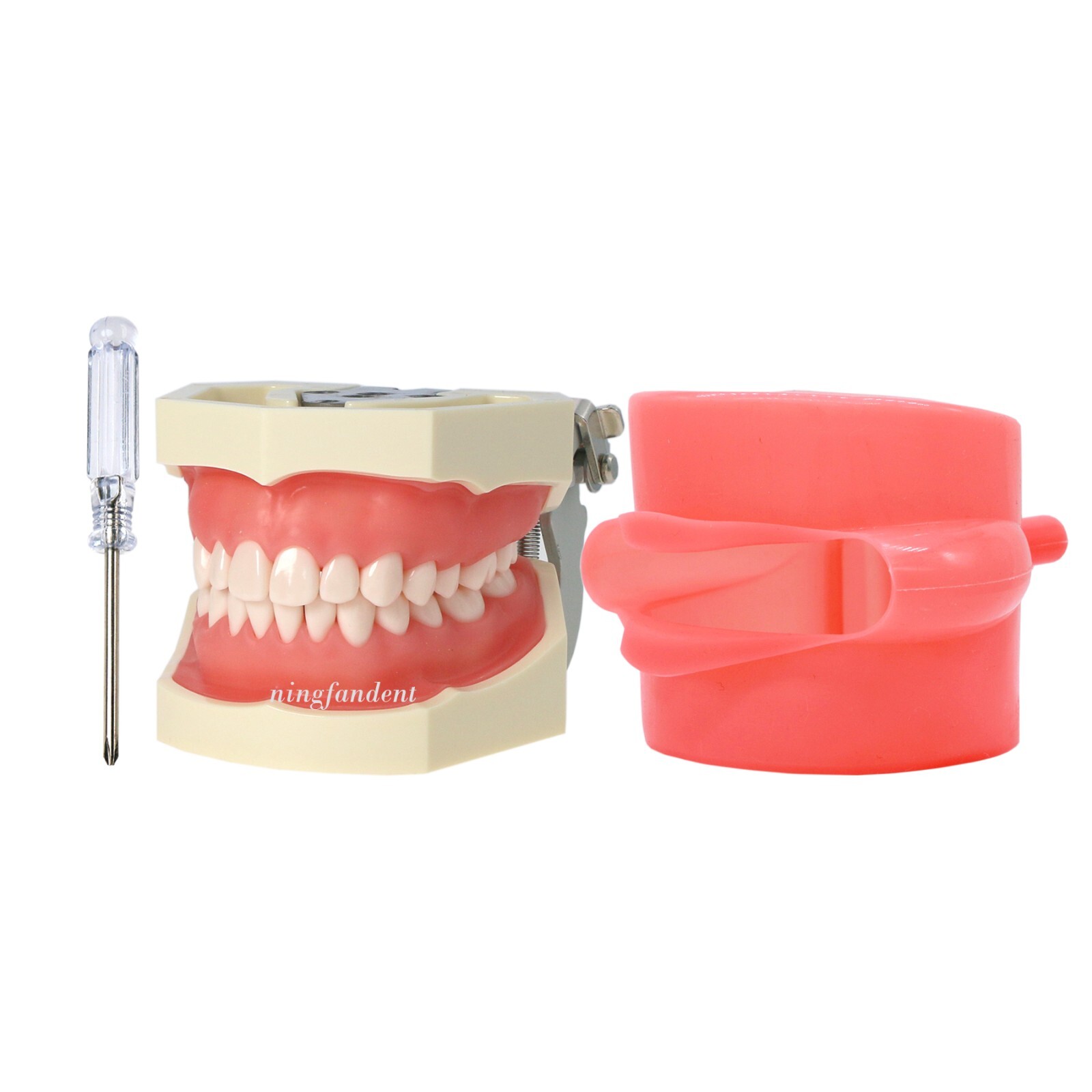 US Dental Typodont Study Detachable Model With Simulated Cheek And Mounting Pole