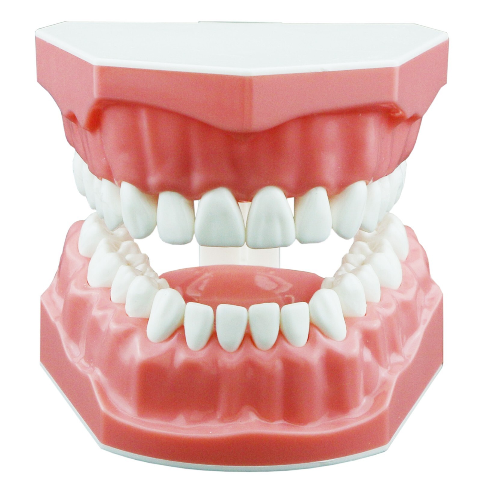 US Dental Typodont Orthodontic Teeth Model with Brackets For Brushing Practice