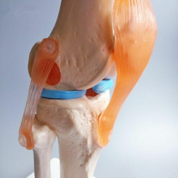 1:1 Size Human Knee Joint Simulation Model Medical Anatomy Education US STOCK