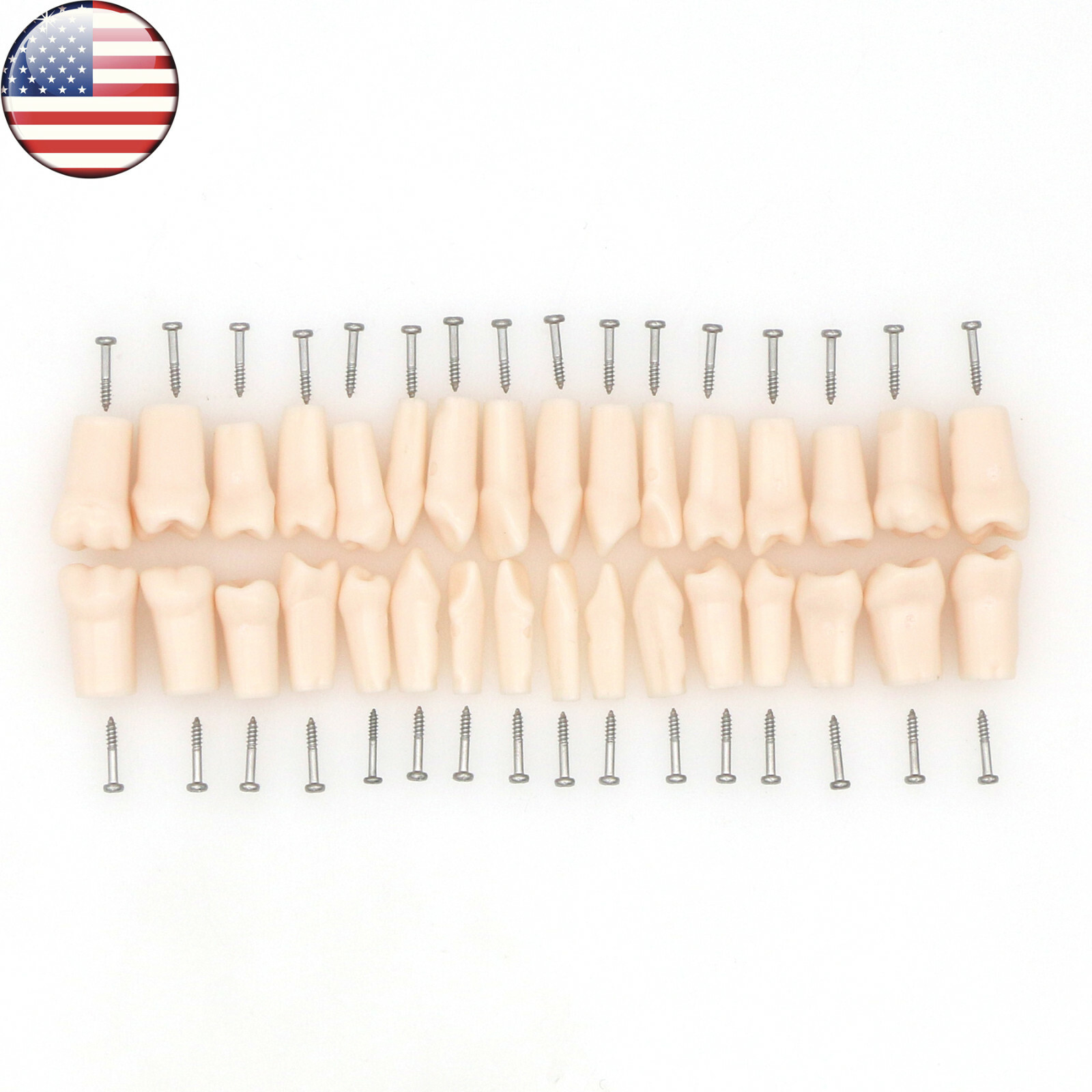 US Dental Preparation Typodont Model fit Kilgore NISSIN 200 500 Frasaco AG3 Type