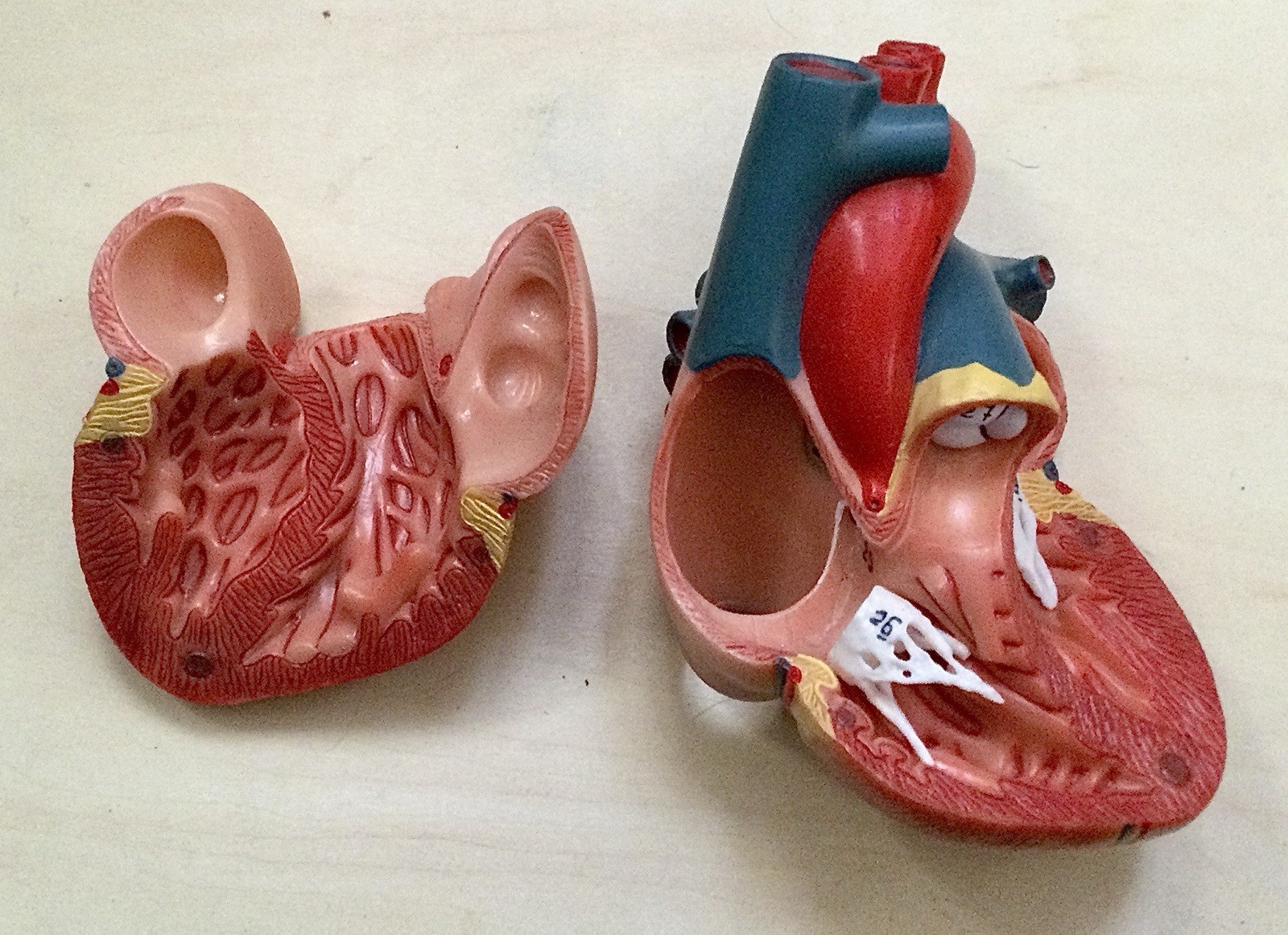 EVOTECH Scientific Anatomical Heart Model Dissectible Educational Display