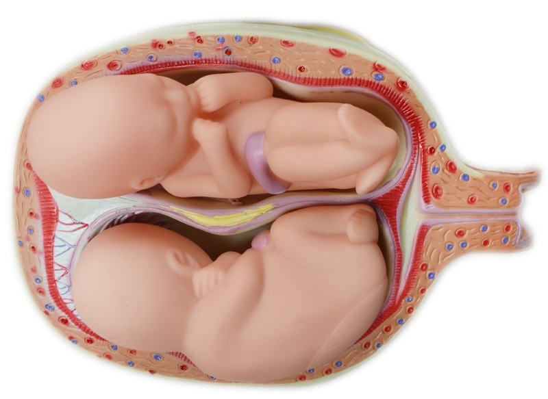 8pcs Fetal Growth Development Process Model Pregnancy Embryology Teaching PVC