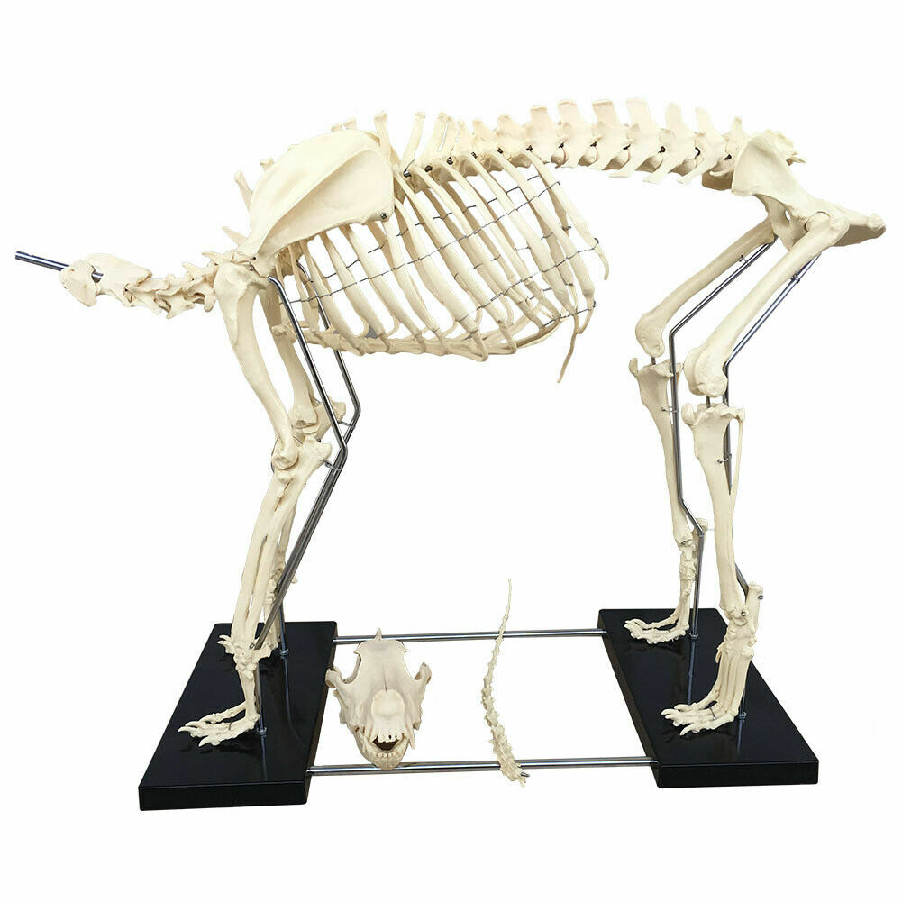 PVC Education Model Canine Skeleton Standard Size Dog Display Lab Study Veterina