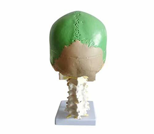 Colored Human Skull Model Anatomical Model with Cervical Vertebrae Nerve Artery