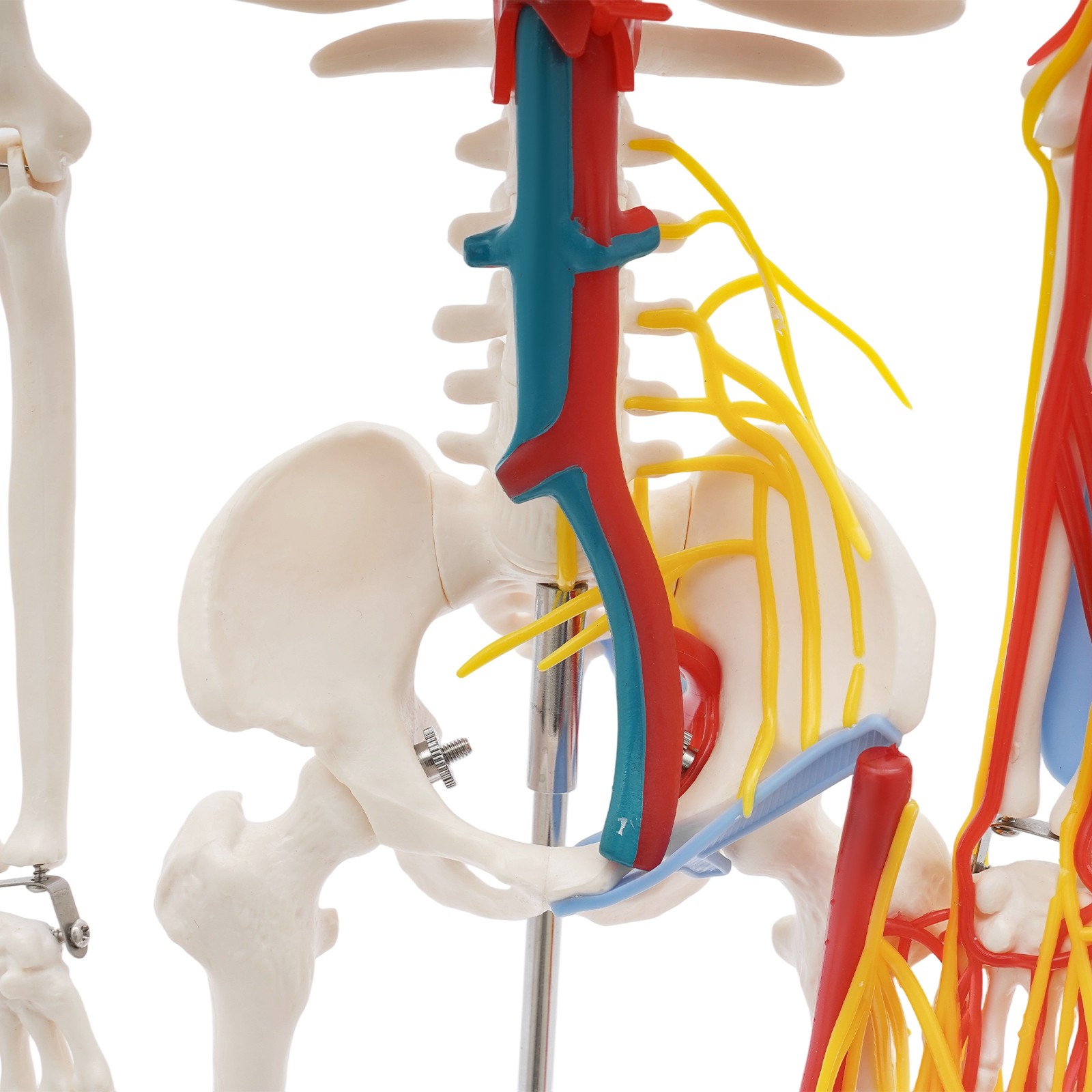 33.46″ Model Skeleton Anatomical Human Anatomy Medical Stand For Teaching