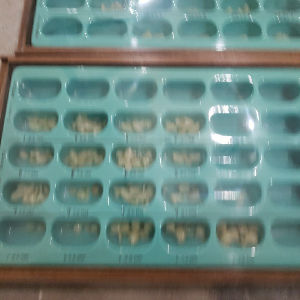 Dental Wood Cabinet With 100’s of Polycarb & Transparent Plastic Crown Forms