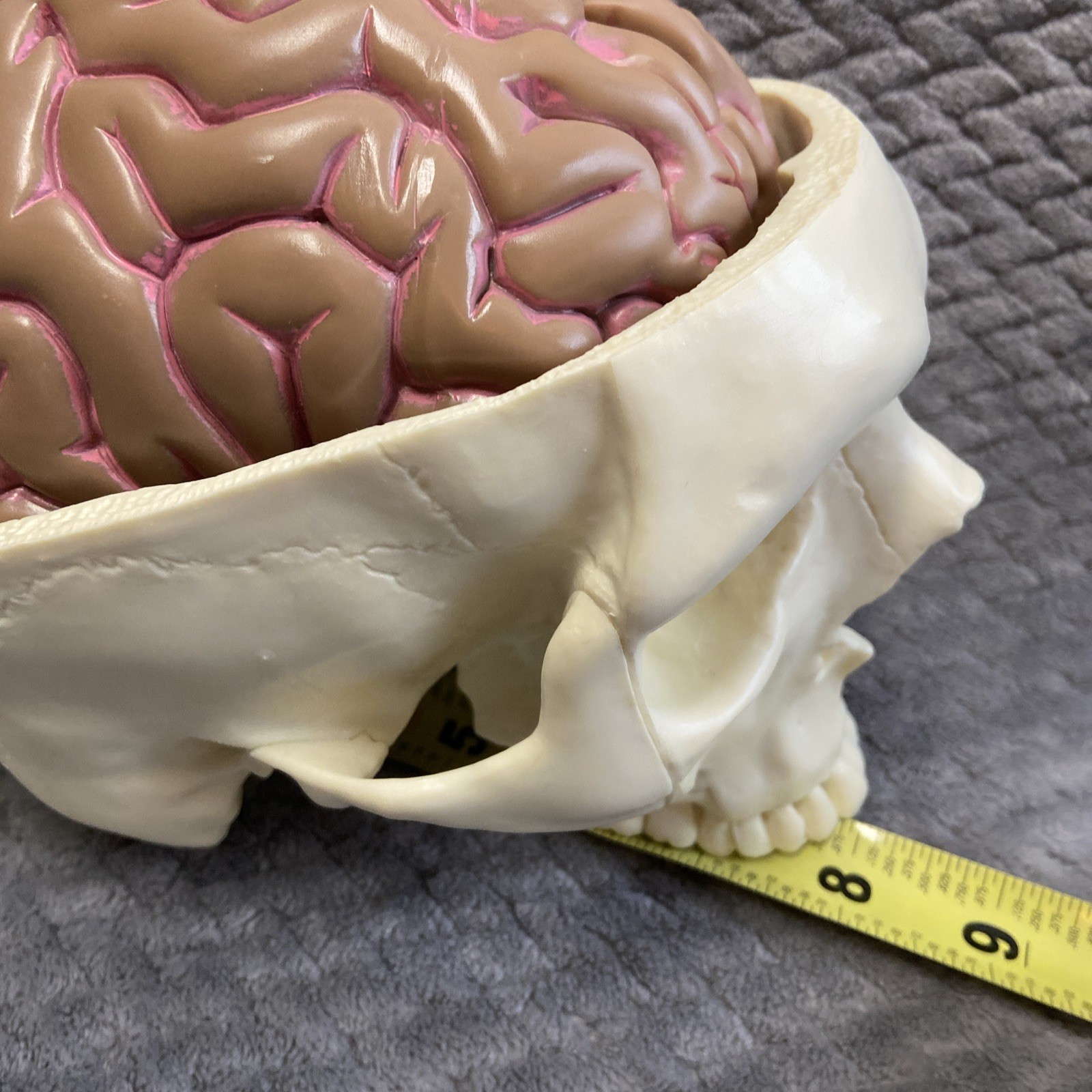 GPI 2900 Brain Model & Partial Skull Anatomical Model Home School Professional