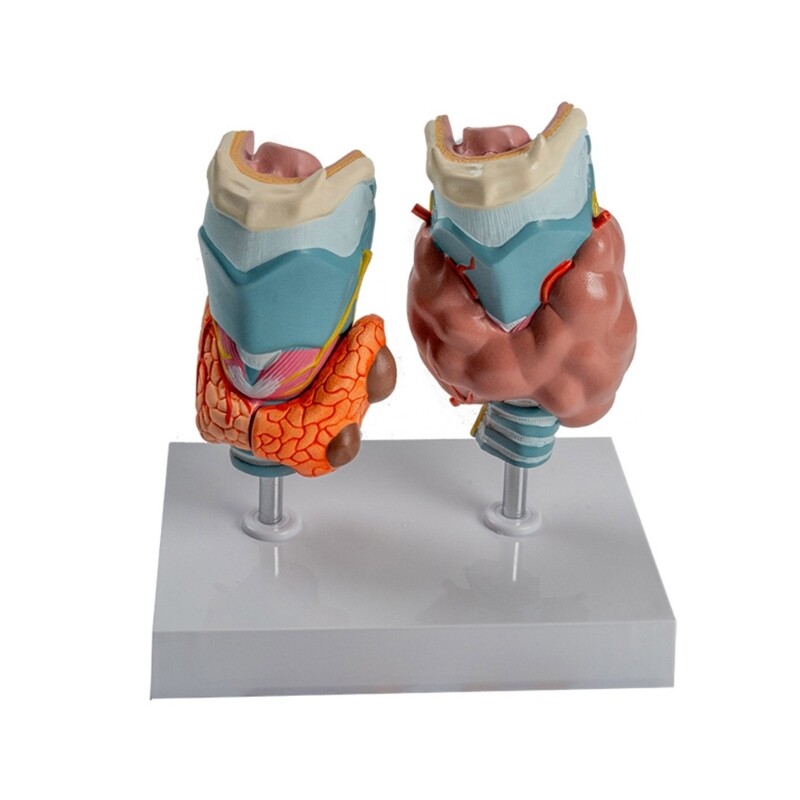 Anatomical Auditory Organ Model with Removable Parts, for Lecture Report