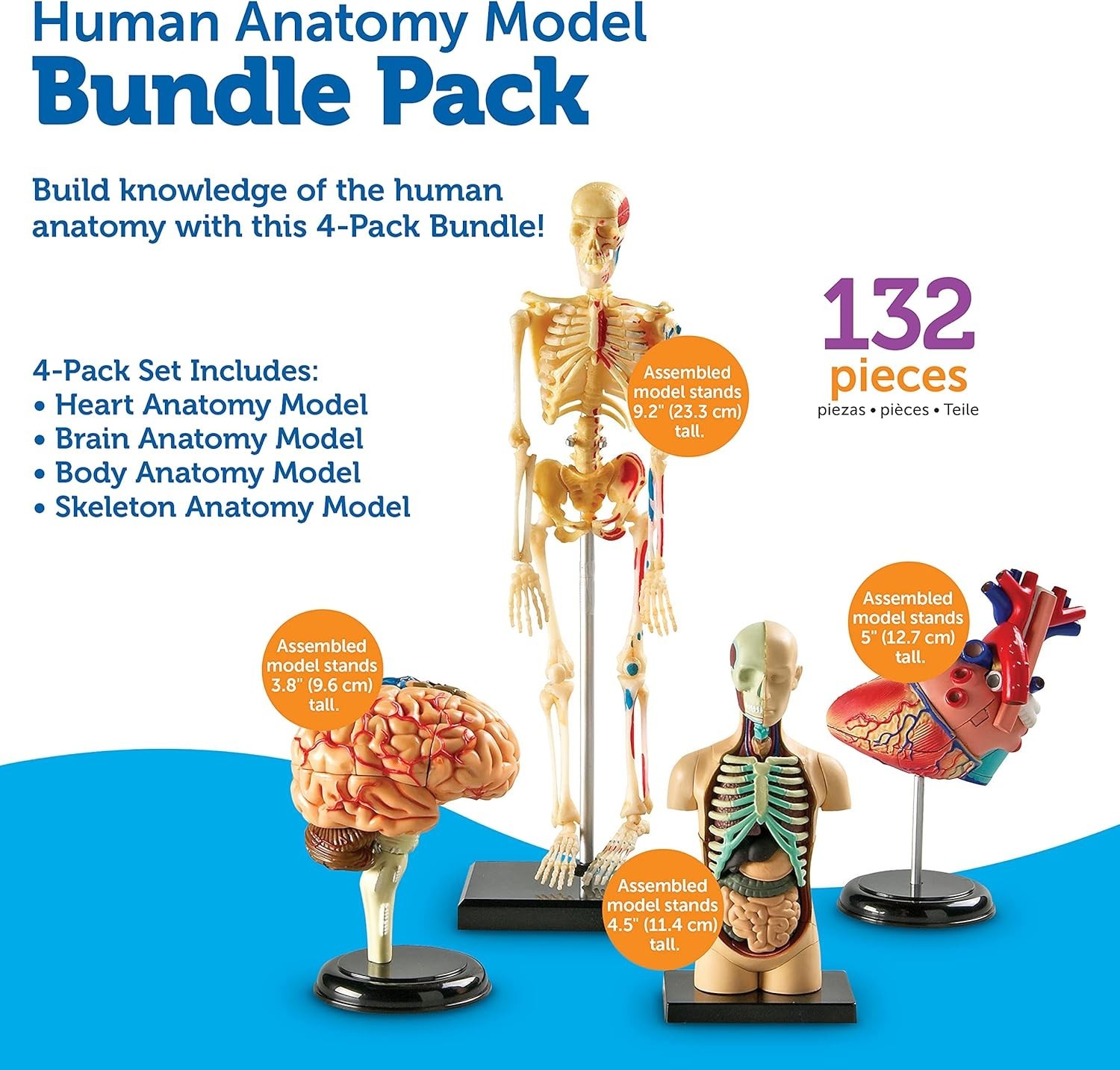 Detailed Anatomy Model Set, Includes Skeleton and Heart for Science Projects