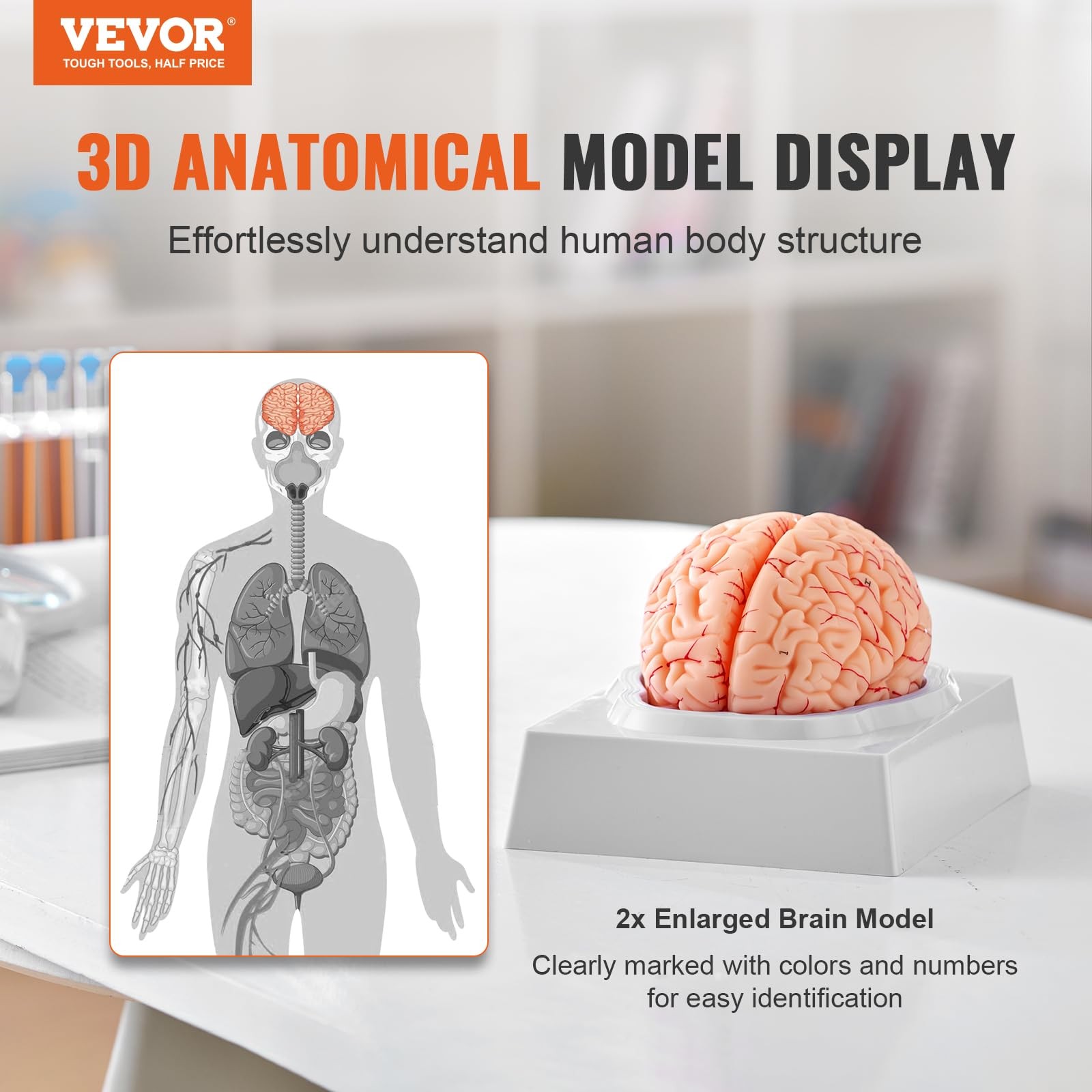 Vevor Human Brain Anatomy Model – 9-Part Life Size Brain Color-Coded Artery For