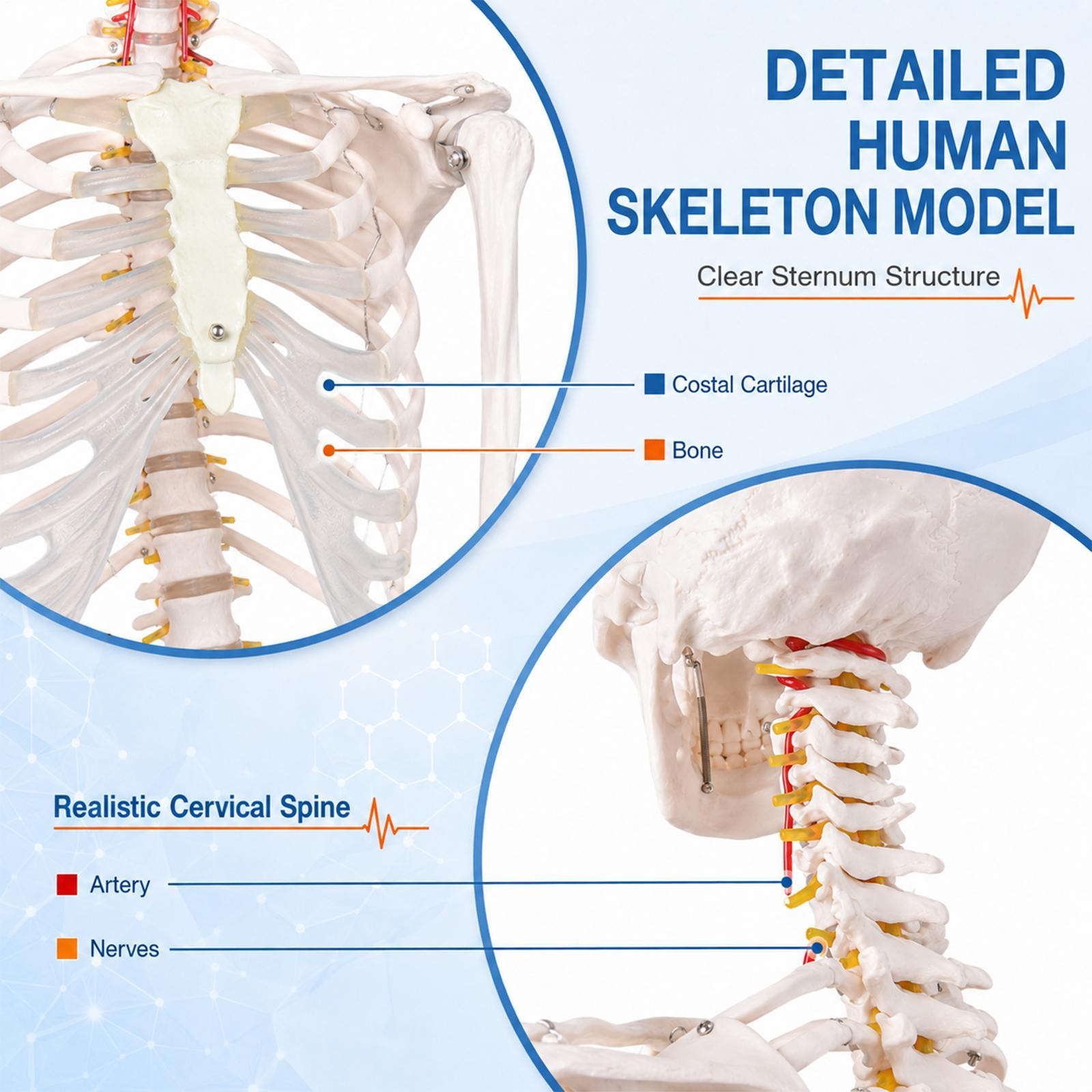 Human Skeleton Model Anatomical Skeleton Life Size