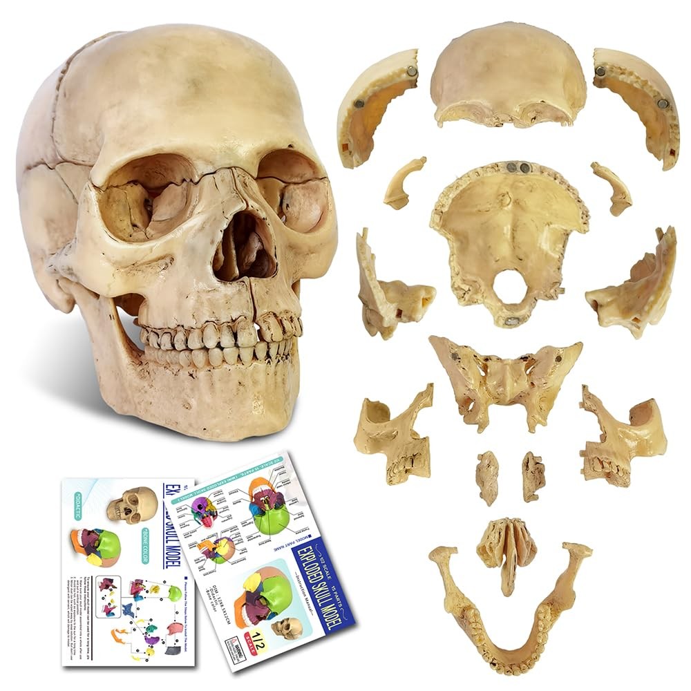 2025 New Anatomy Exploded Skull ModelHuman Medical Skull Model Dental Clinic