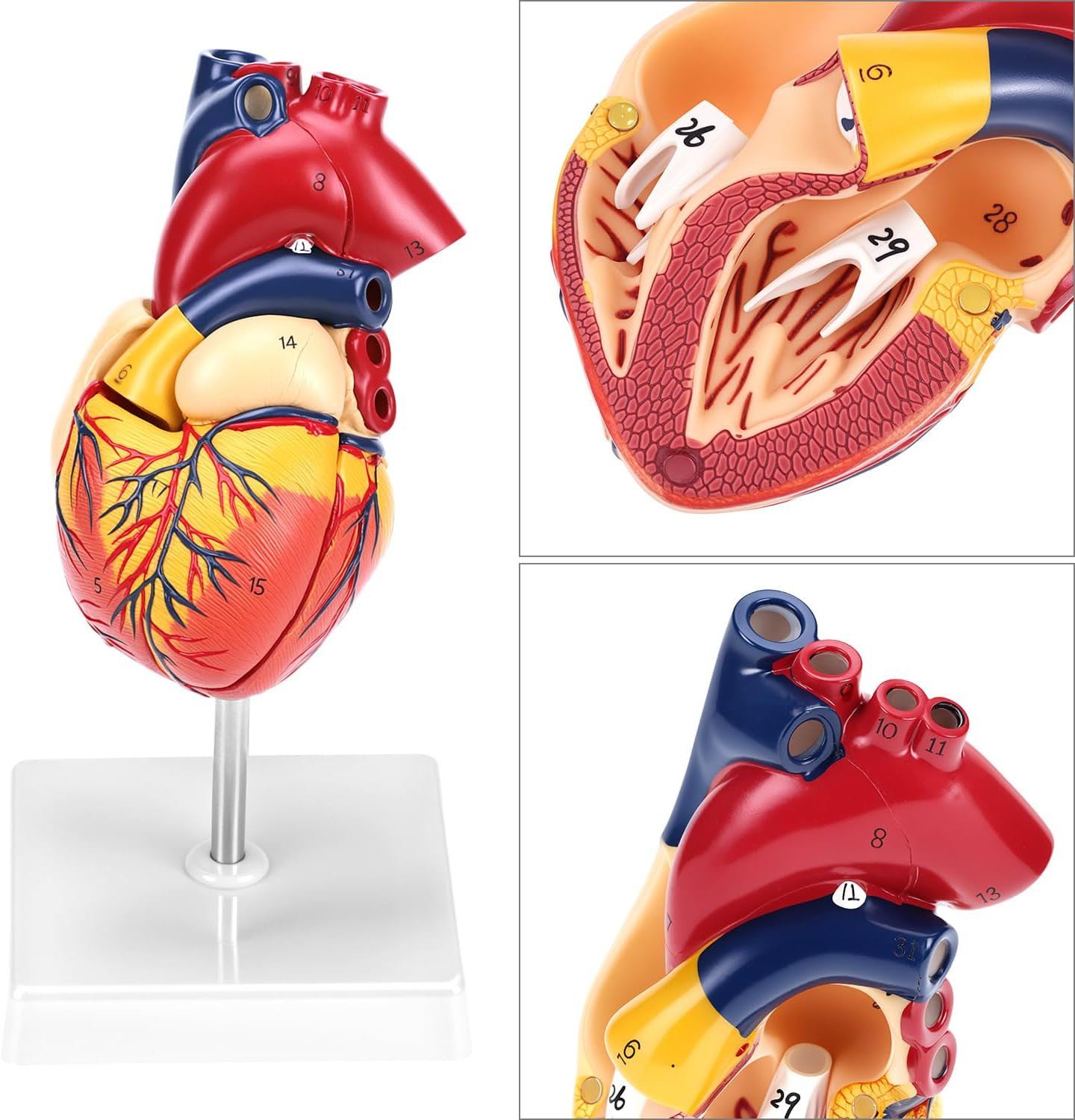 Human Heart Model, Anatomically Accurate Numbered 2-Part Life Size Heart Medical