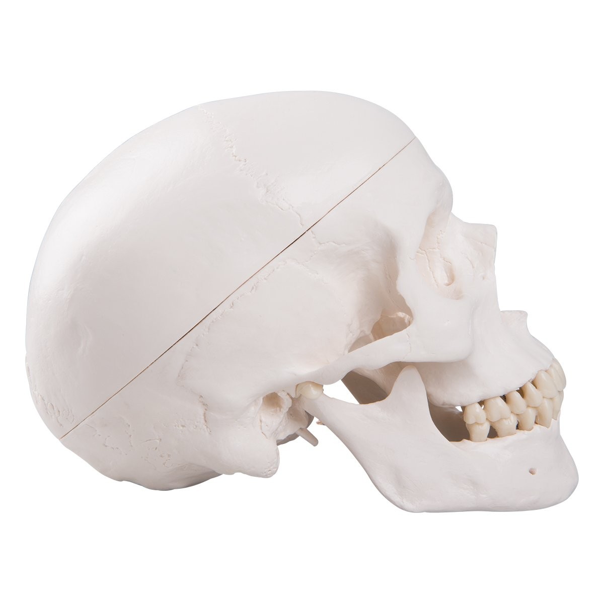 3B Scientific A20 Human Anatomy – Classic Skull Model with classique