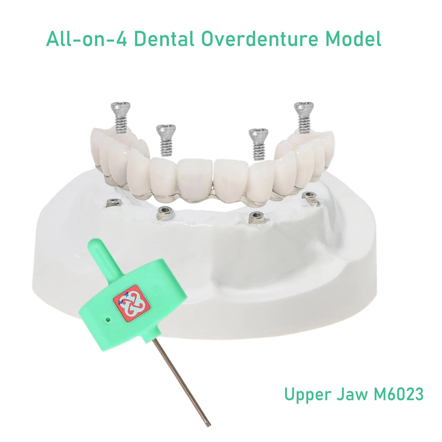 M6023 Dental Implant All-on-4 Overdenture Restoration Model Upper Jaw 4 Screws