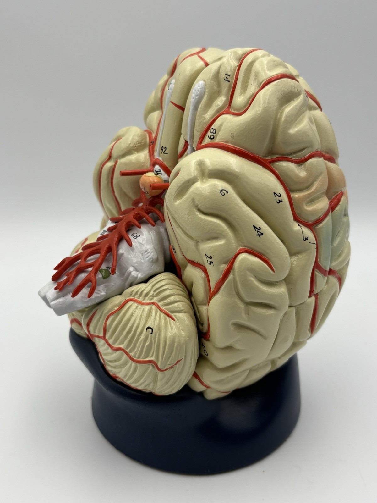 Denoyer Geppert Deluxe 8 Part Life-Size Brain With Arteries Anatomy Model
