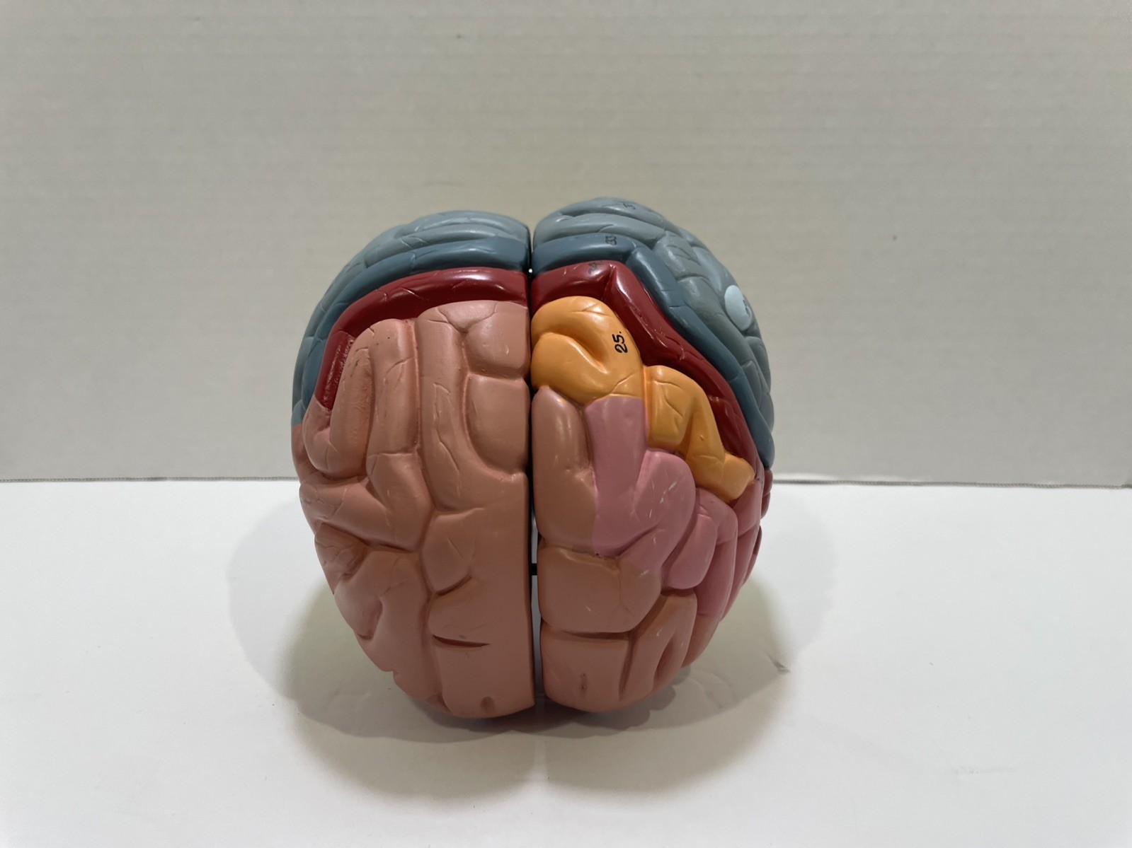 Human Brain Anatomical Model Life-Size, Color-Coded Partitioned Brain