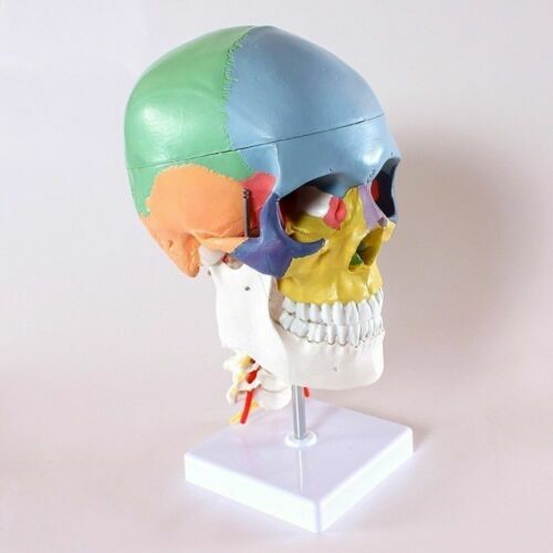 Colored Human Skull Model Anatomical Model with Cervical Vertebrae Nerve Artery