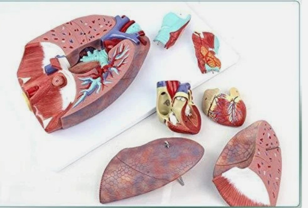 Human Lungs Model with Heart Anatomical Model 7 Parts Medical Teaching Lab