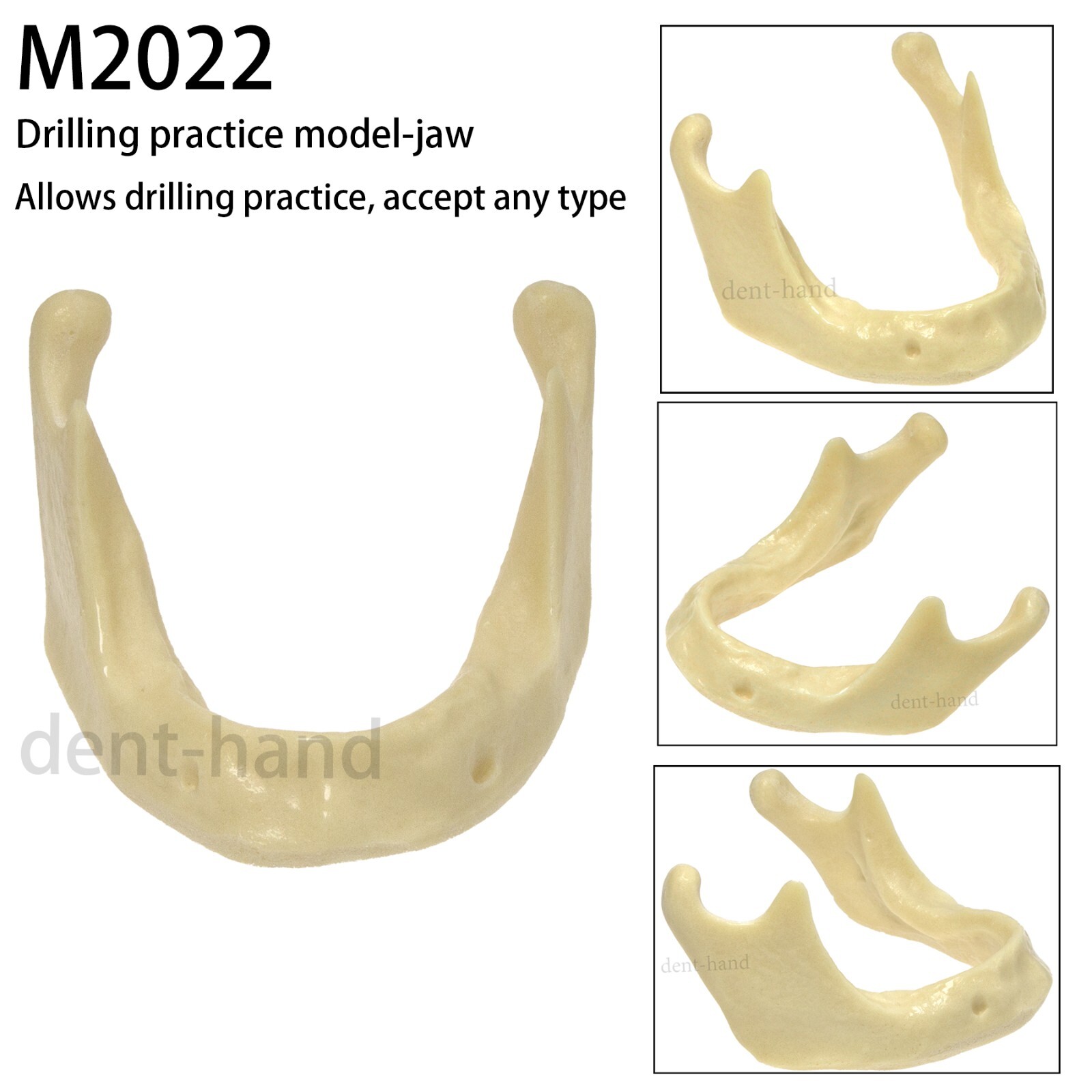 Dental Mandible Implant Model Simulation Bone for Drilling Practice M2022/2023