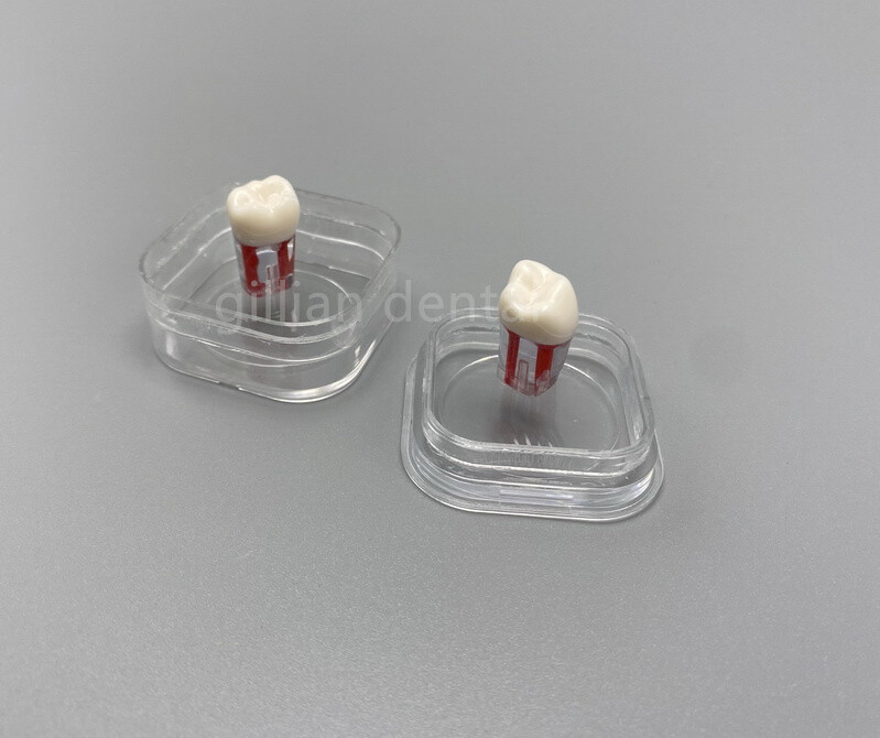 Denture Inlay Fragile Display Case Membrane Box Teeth Holder 38*38*17mm Separate