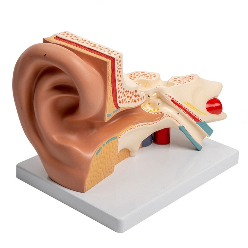 Enlarged Human Auditory Organ Anatomy Model Anatomical Ear Model
