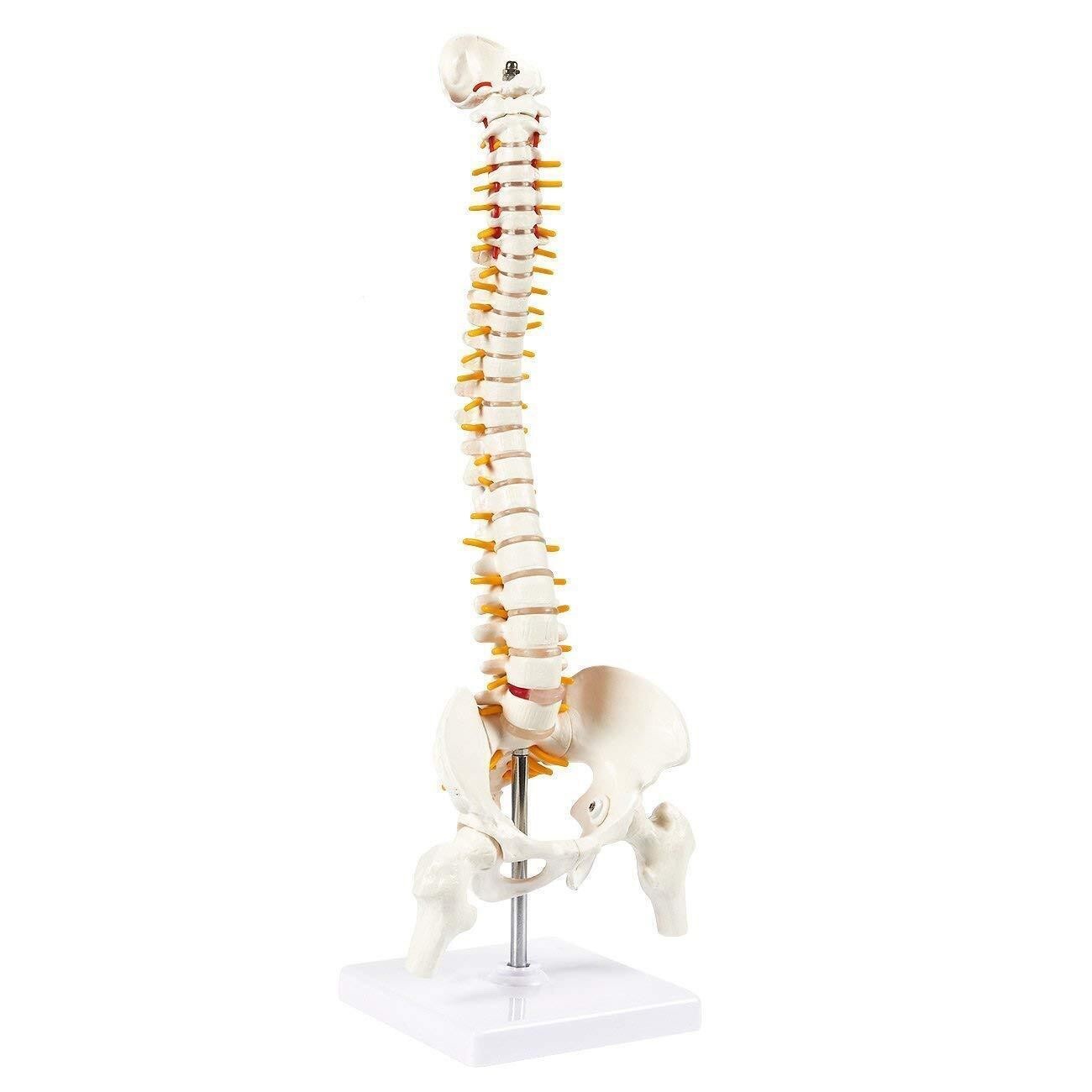 Premium Medical Quality, Shoulder Model, Spine Model, Knee Model, 95% Anatomical