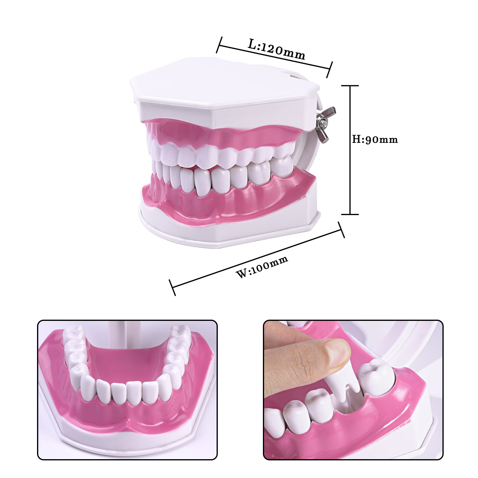 2Pcs Dental Study Model Colgate 2Times Large With Removable Adult Teeth Model
