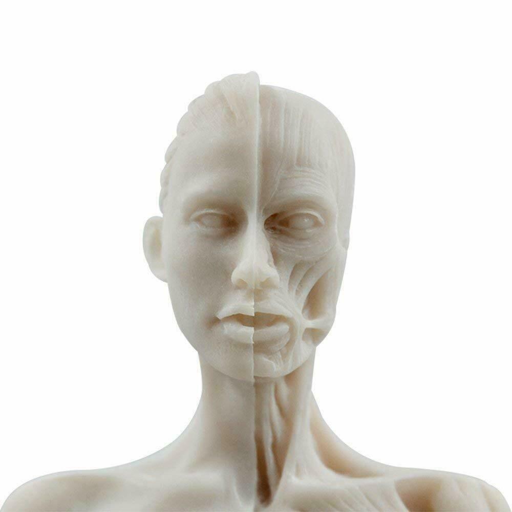 30cm Human Anatomical Model Art Anatomical Figure Male+Female White US STOCK