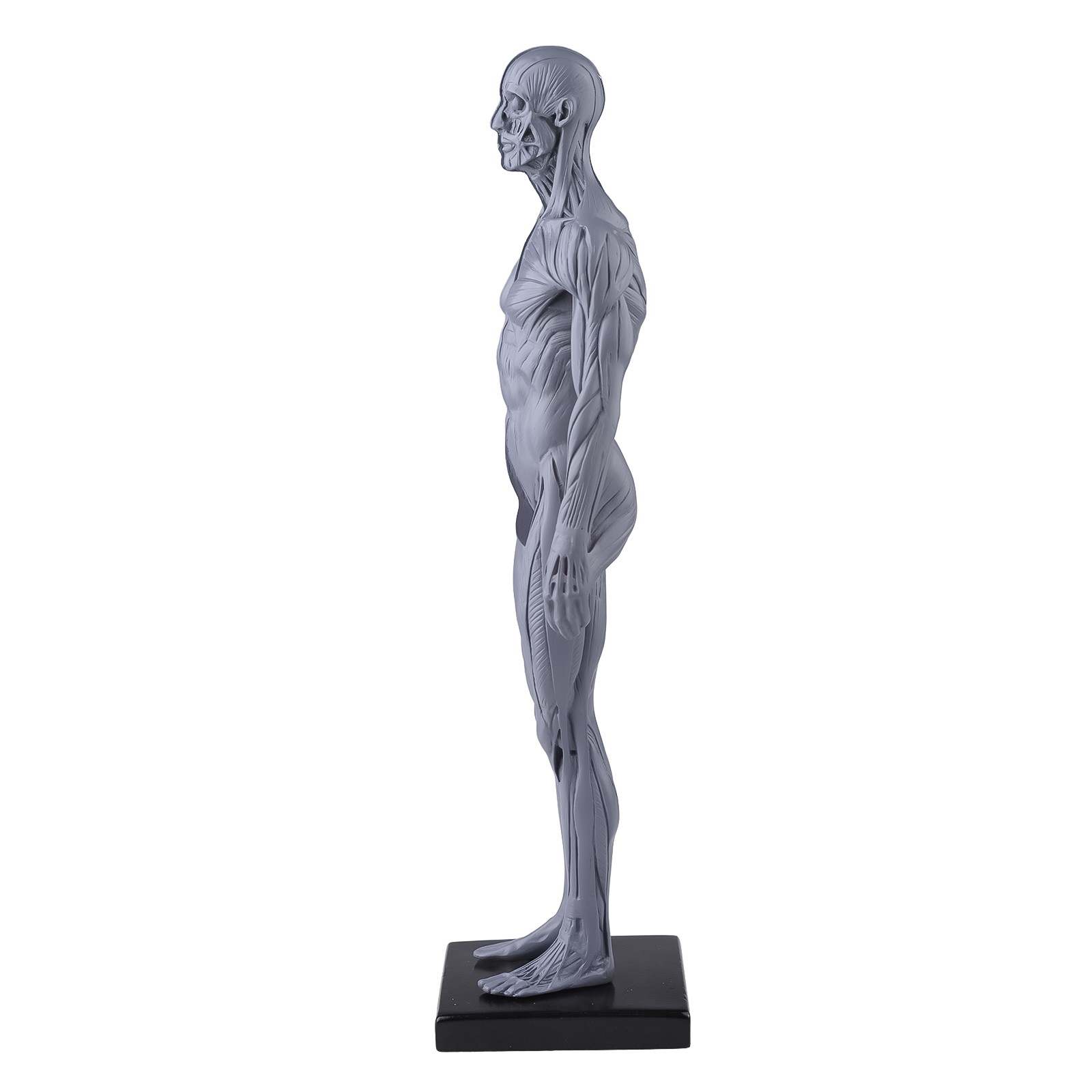30cm Gray Human Anatomy Model Muscles & Bones for Medical Study & Art Sculpture
