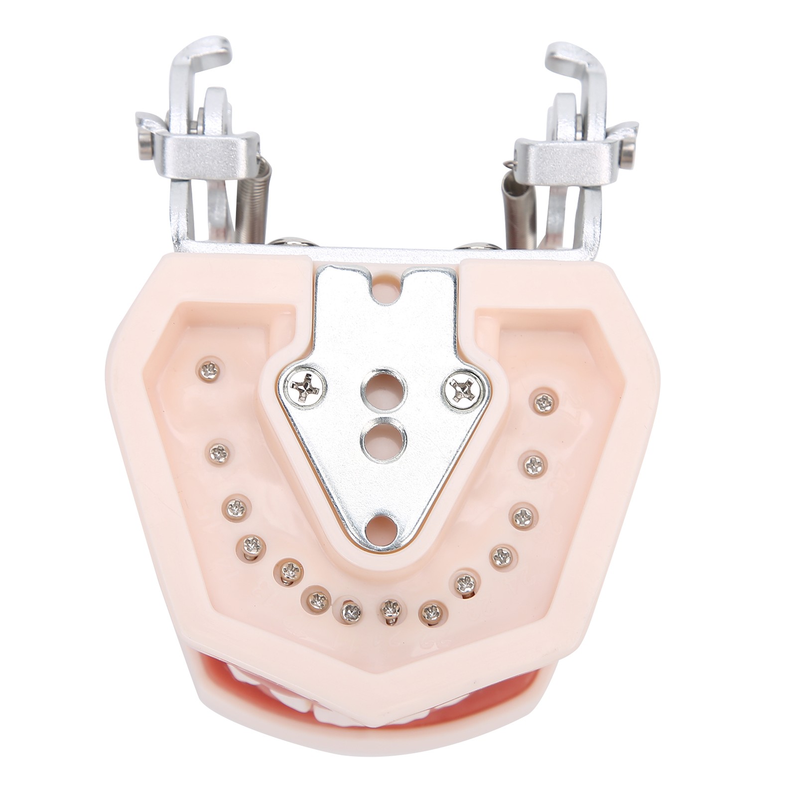 Detachable Teeth Model Simulation Dental Teeth Model For Teaching Practice With❀