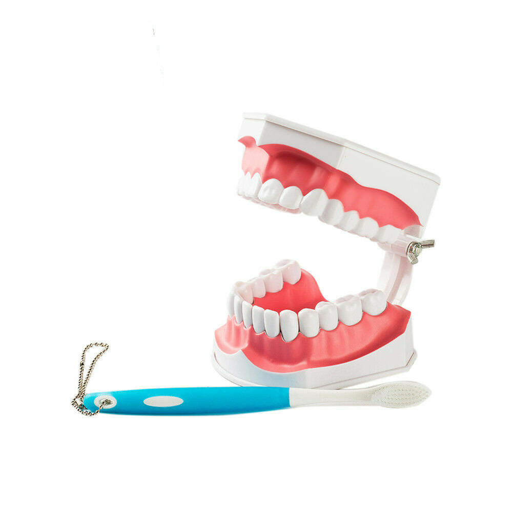 1x Dental Teaching Typodont Model Large With Removable Teeth Colgate SALE HOT