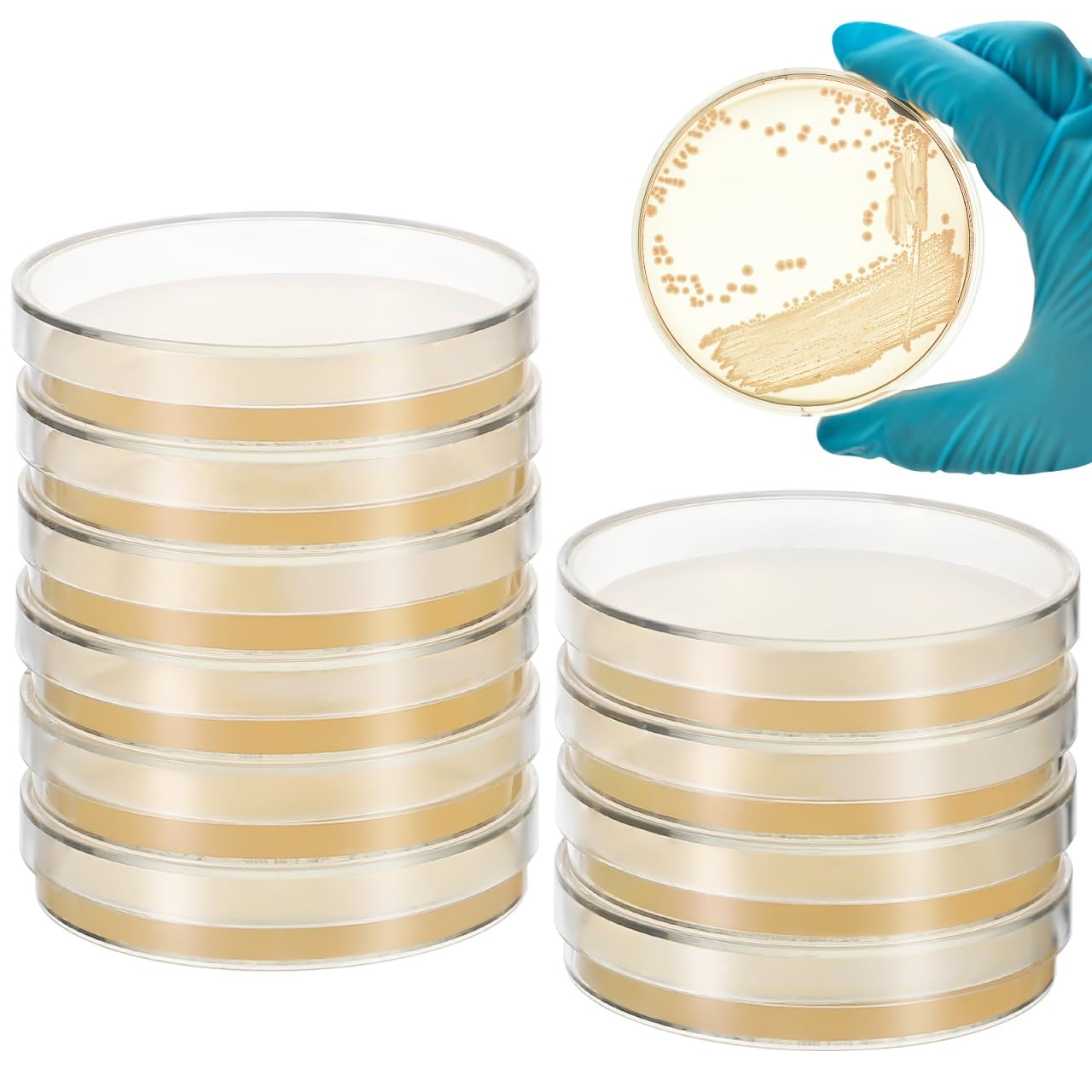 10Pcs Petri Dishes with Agar 2.75 inch PrePoured Agar Plates for Science Fair…