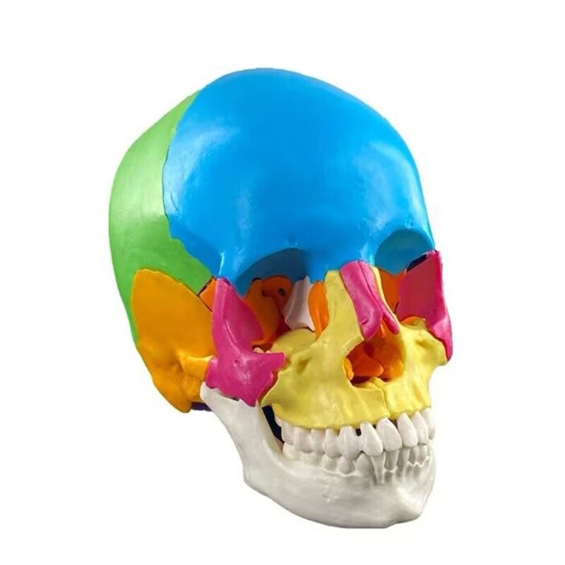 Human Anatomical Skull Model Life Size Organ Anatomical Model Detachable Anatomy