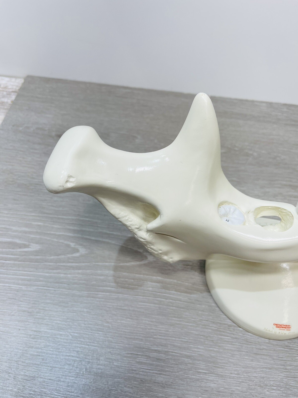 Denoyer Geppert Anatomical Model – Lower Jaw Bone Teeth