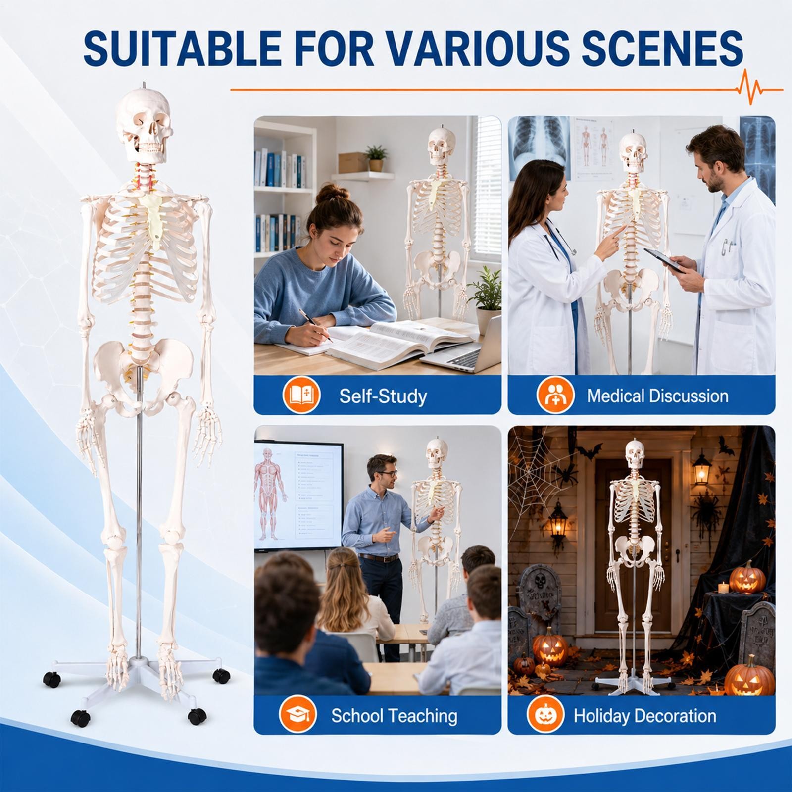 Human Skeleton Model Anatomical Skeleton Life Size
