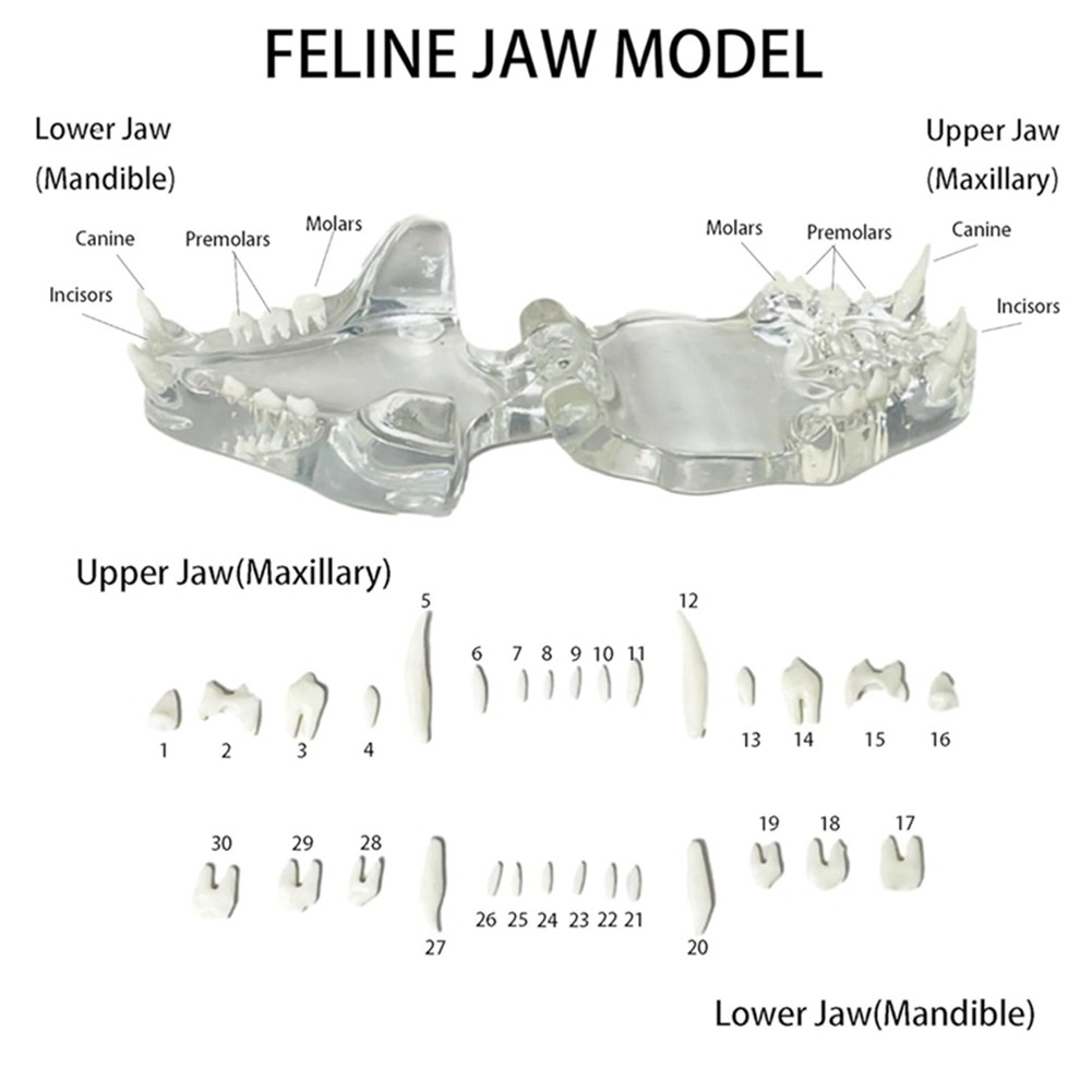 Transparent Teeth Anatomical Model Dental Animals Oral Tooth Jaw for9633