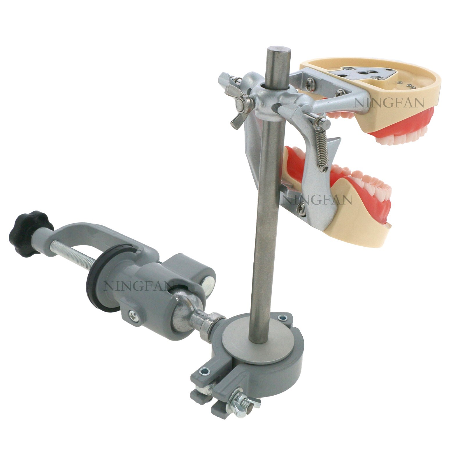 US Dental Typodont Model With Mounting Pole Fit Kilgore Nissin 200 Columbia Type