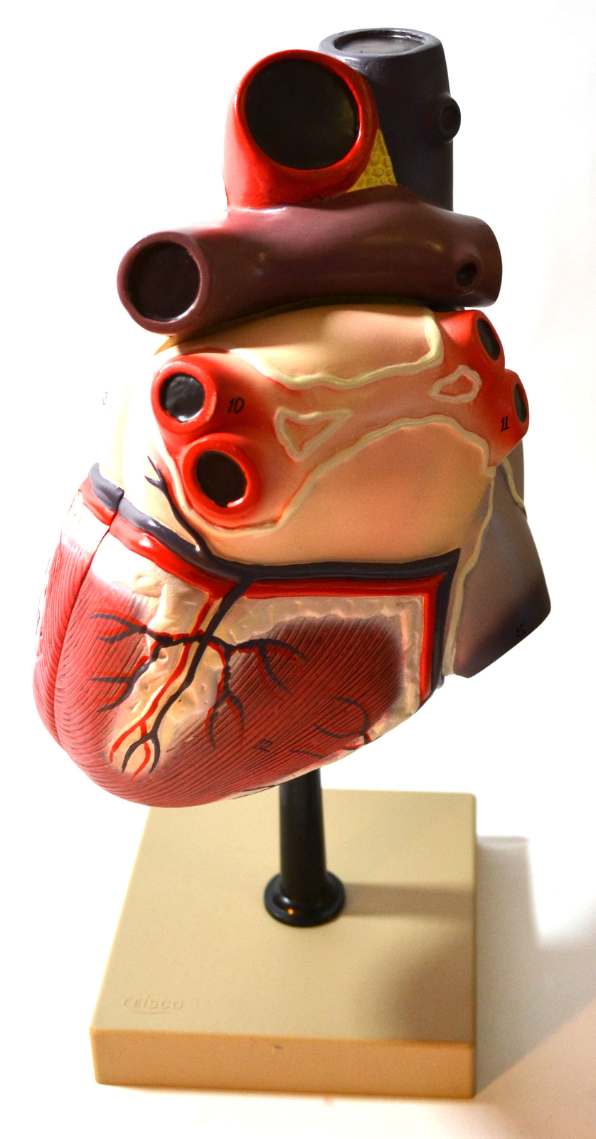 Eisco Labs Human Heart Model; Larger than Life Size (8″); 2 Parts; On Base