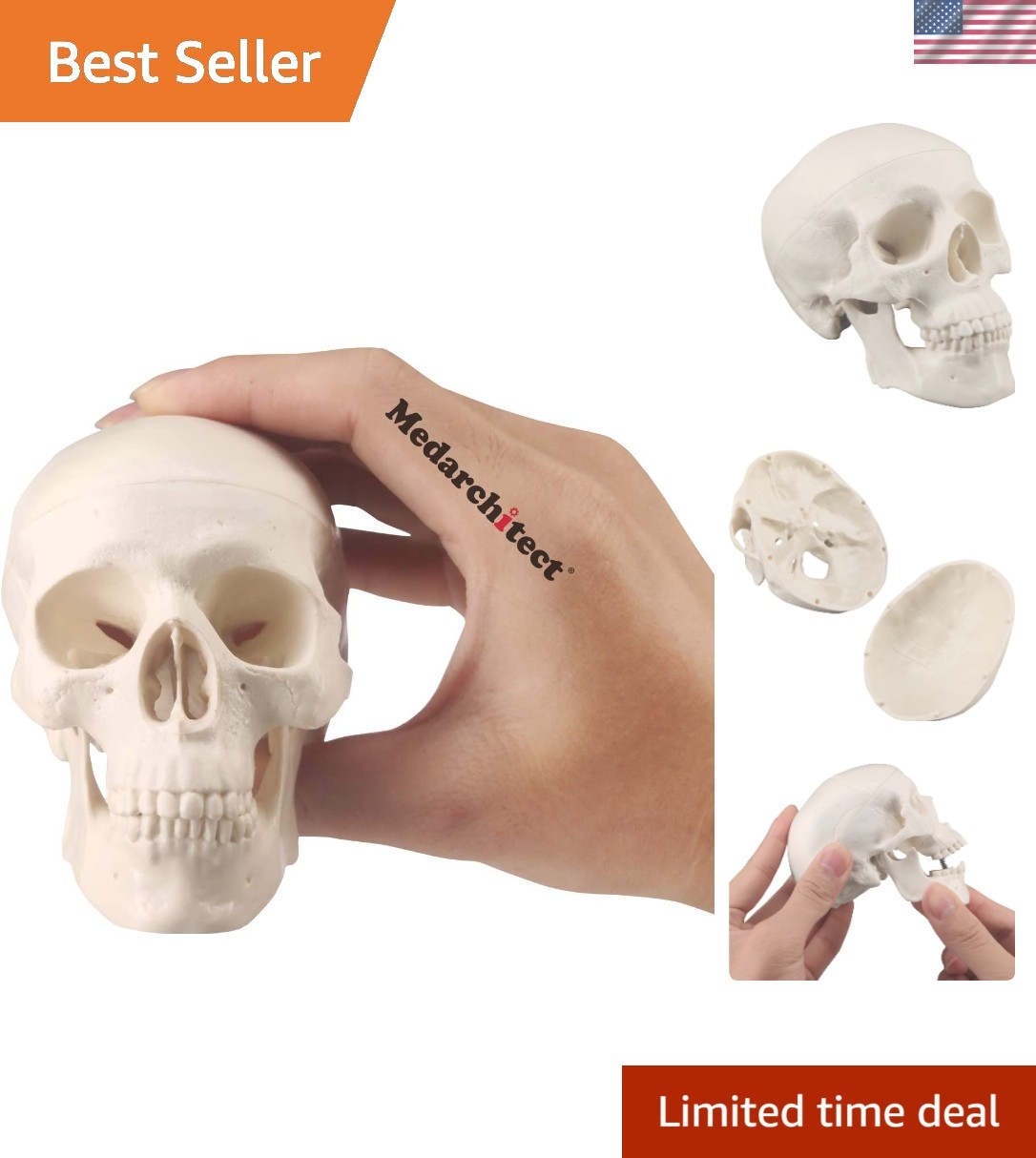 Mini Skull Model Small Size Human Anatomy Skull Model with Moving Jaw and Art…