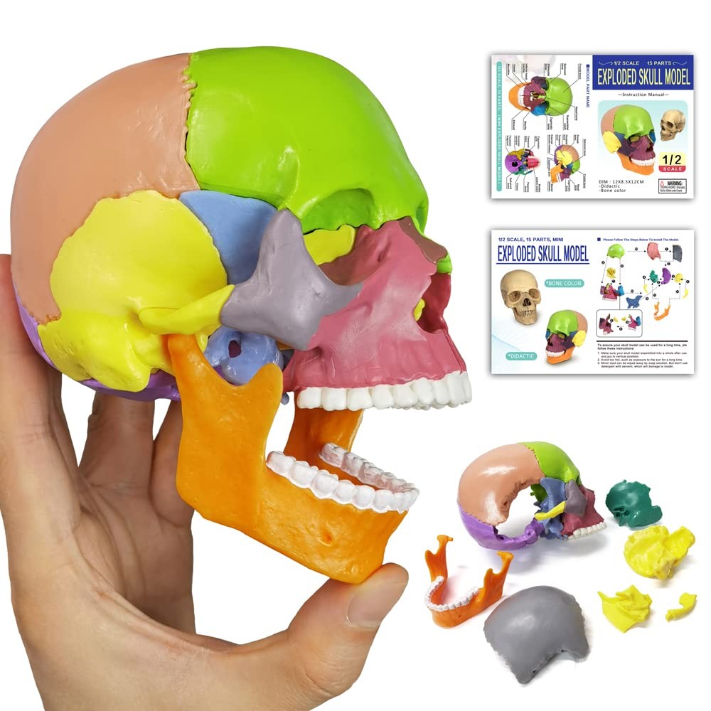 HADWYN 15-Parts Puzzle Anatomy Skull Model,Colorful 5.1″L x 3.5″W, green